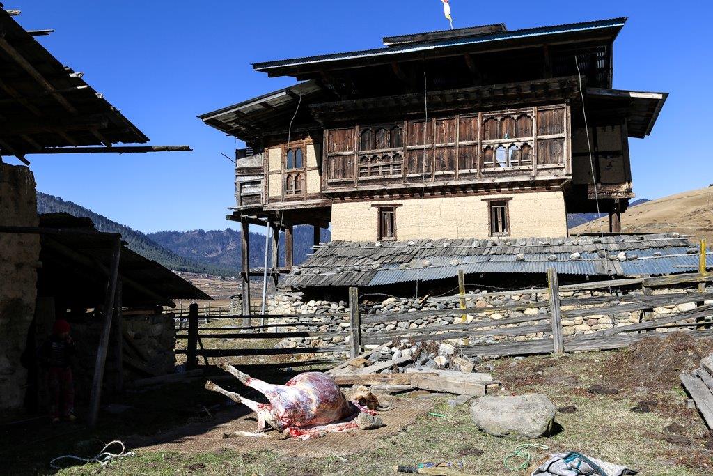 Devant la maison de Sangay Dema, le cadavre dépecé d'une vache