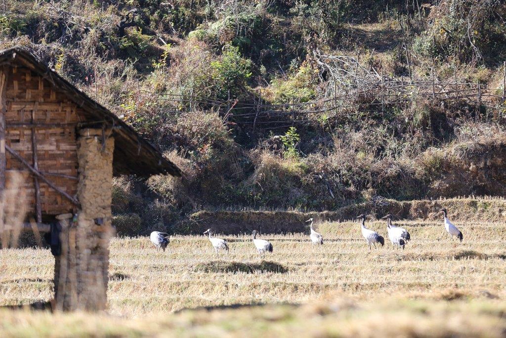 Première approche d'un groupe de grues noires