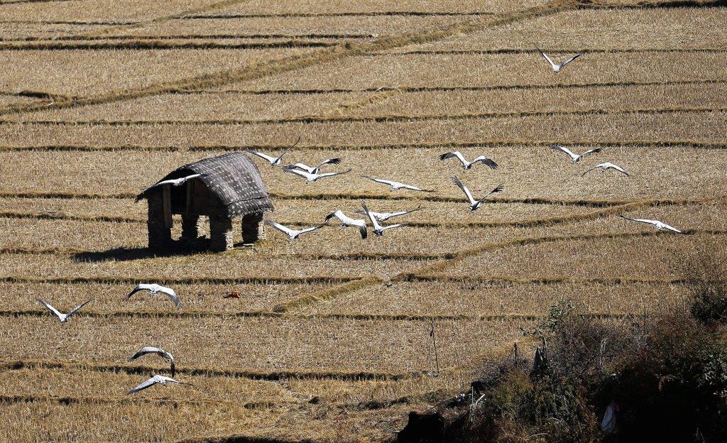 Les rizières après la moisson sont des terrains de prédilections pour les grues noires