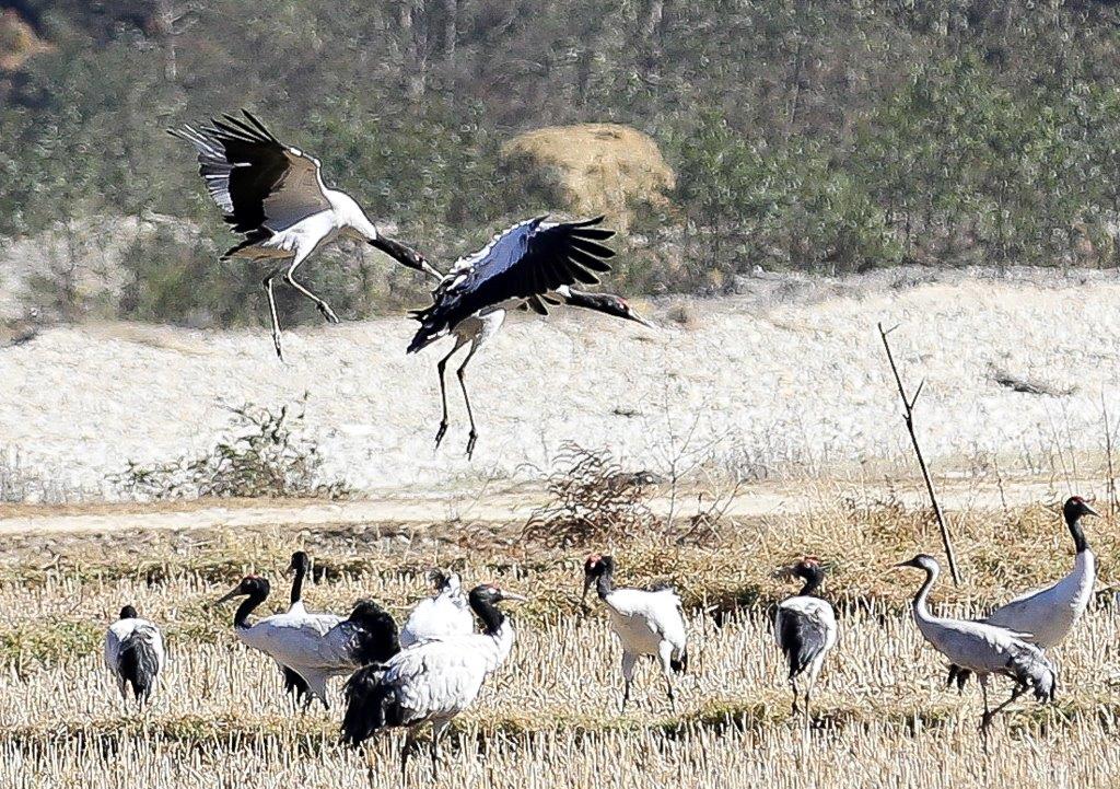 grues noires