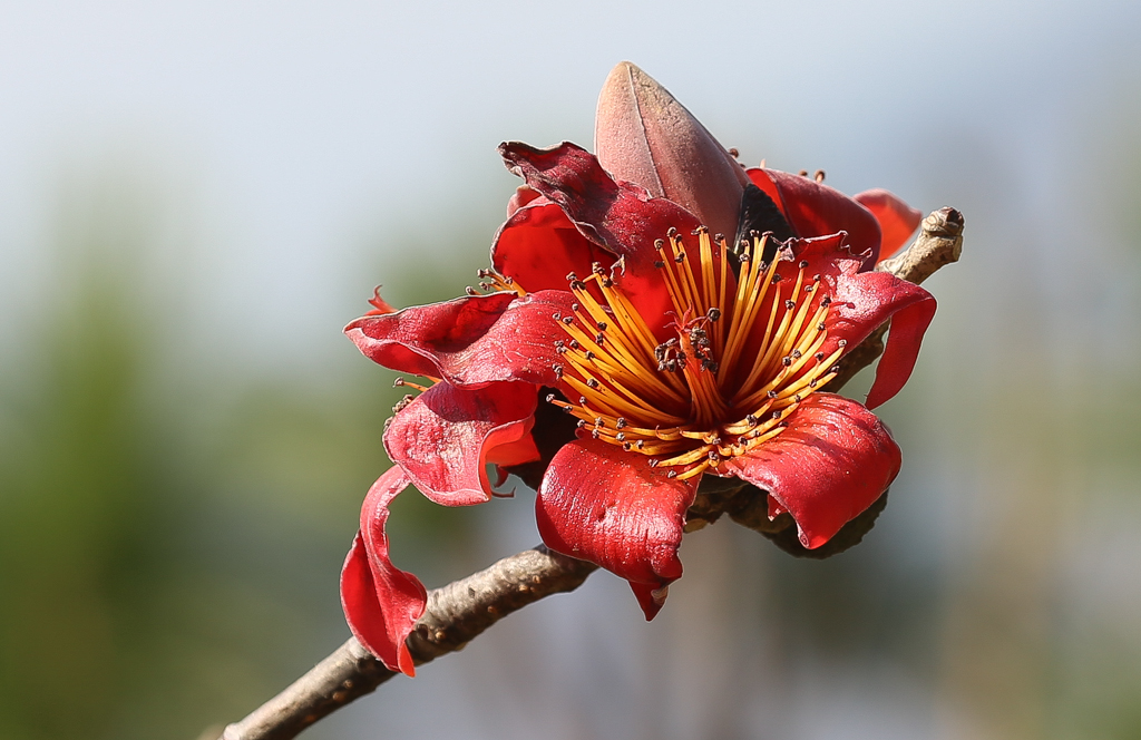 Une superbe fleur, au nom inconnu (pour nous), sur le bord de la route