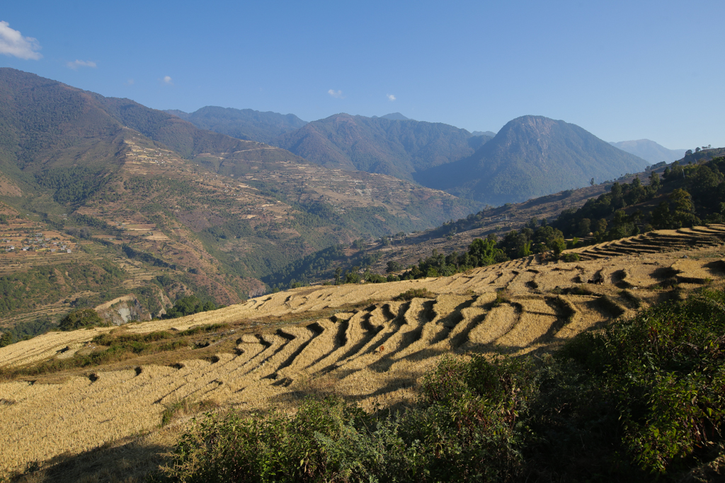 Rizières sur la route de Tongshimang