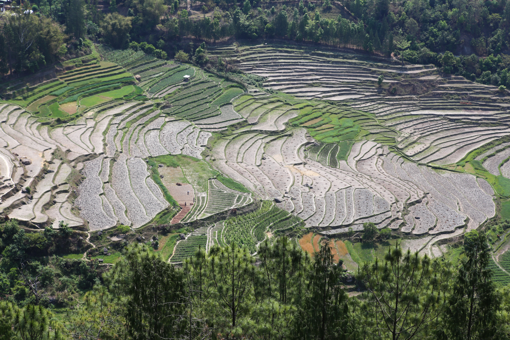 Les rizières en contrebas du chorten