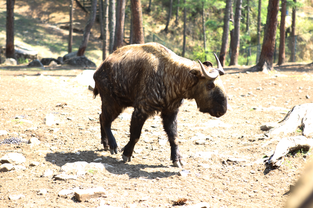 Le taquin, zoo de Thimphu