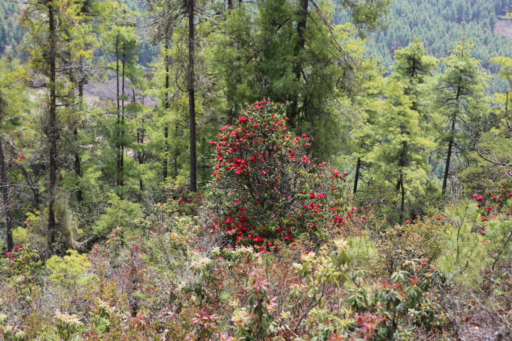 Rhododendrons sur le chemin