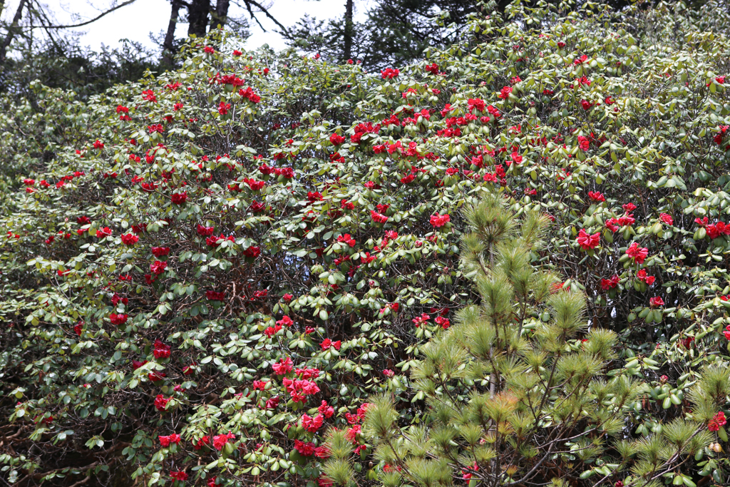 Rhododendrons