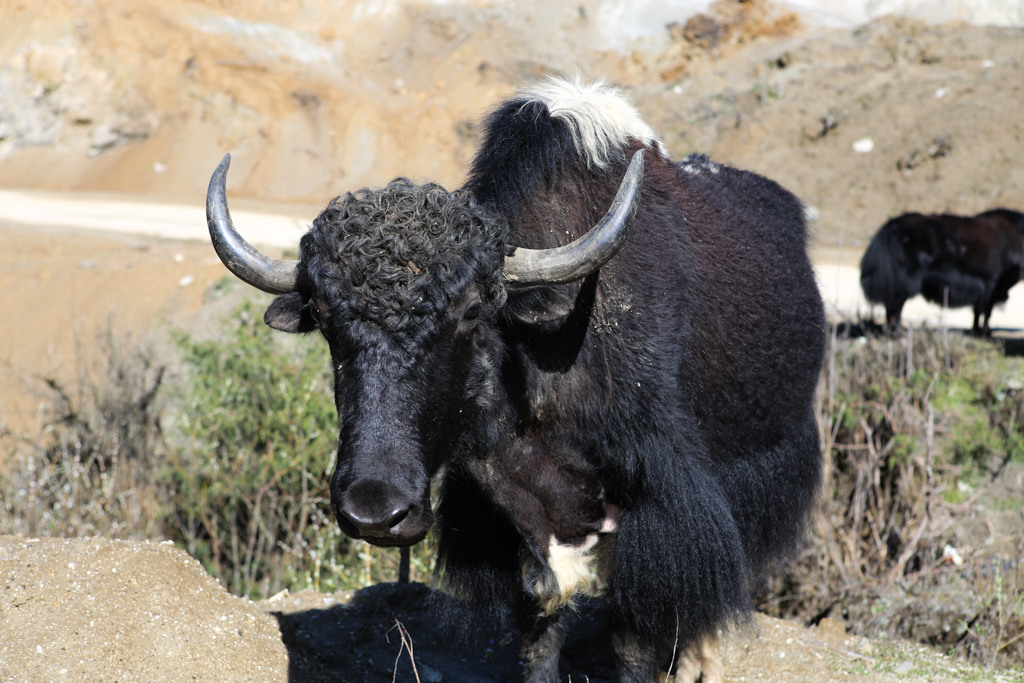 Yak