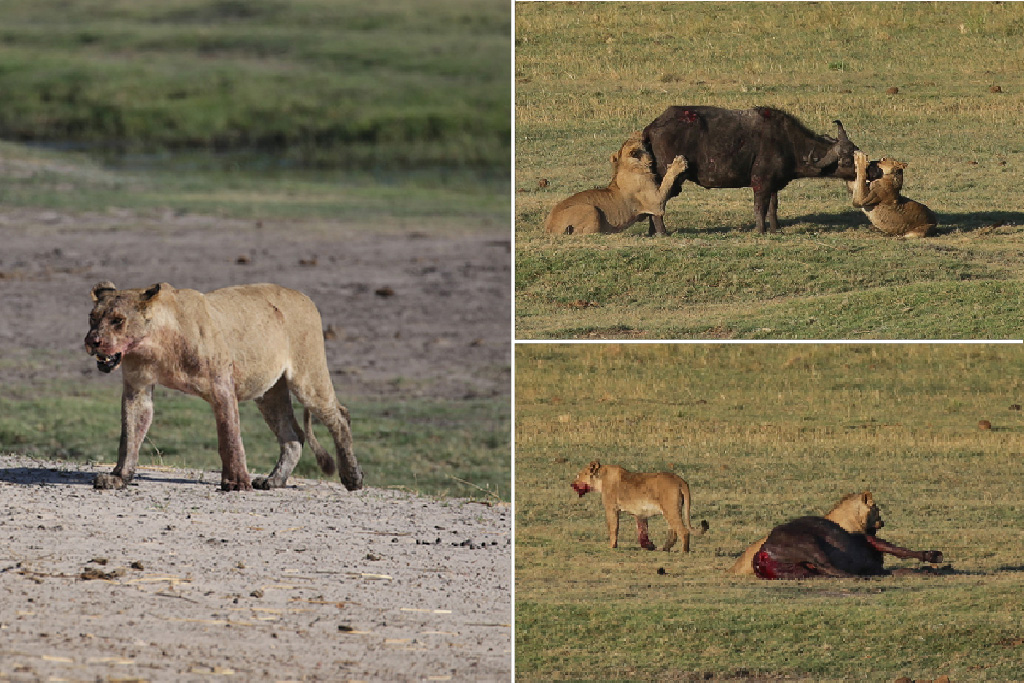 Attaque lionnes Botswana