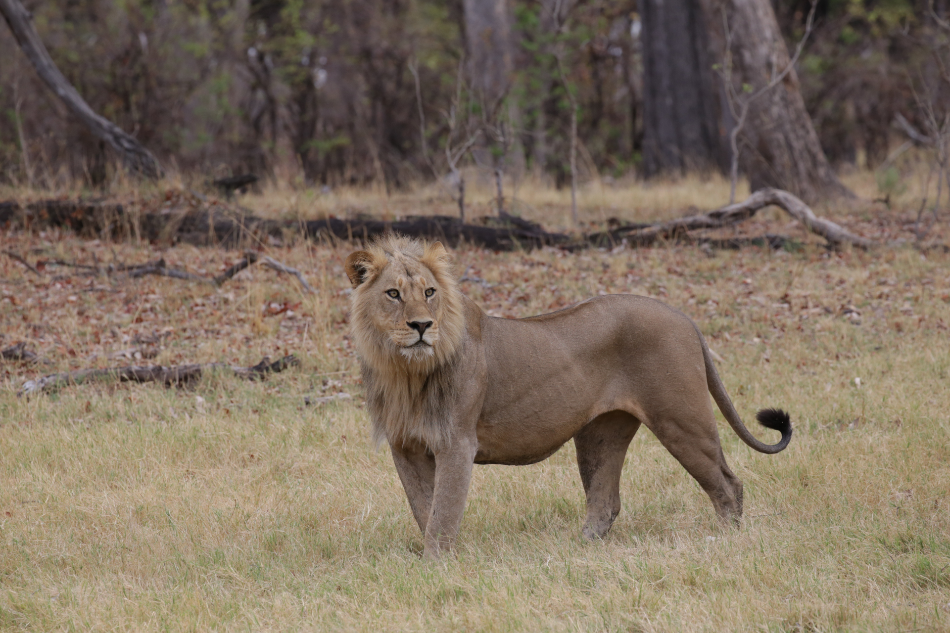 Lion safari botswana Moremi Okavango