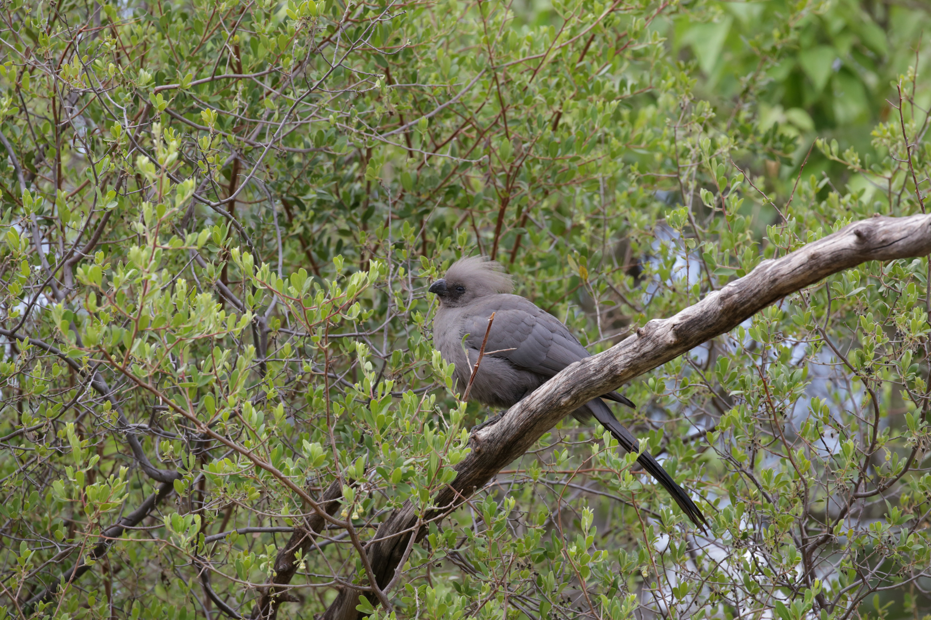 oiseau safari botswana Moremi Okavango