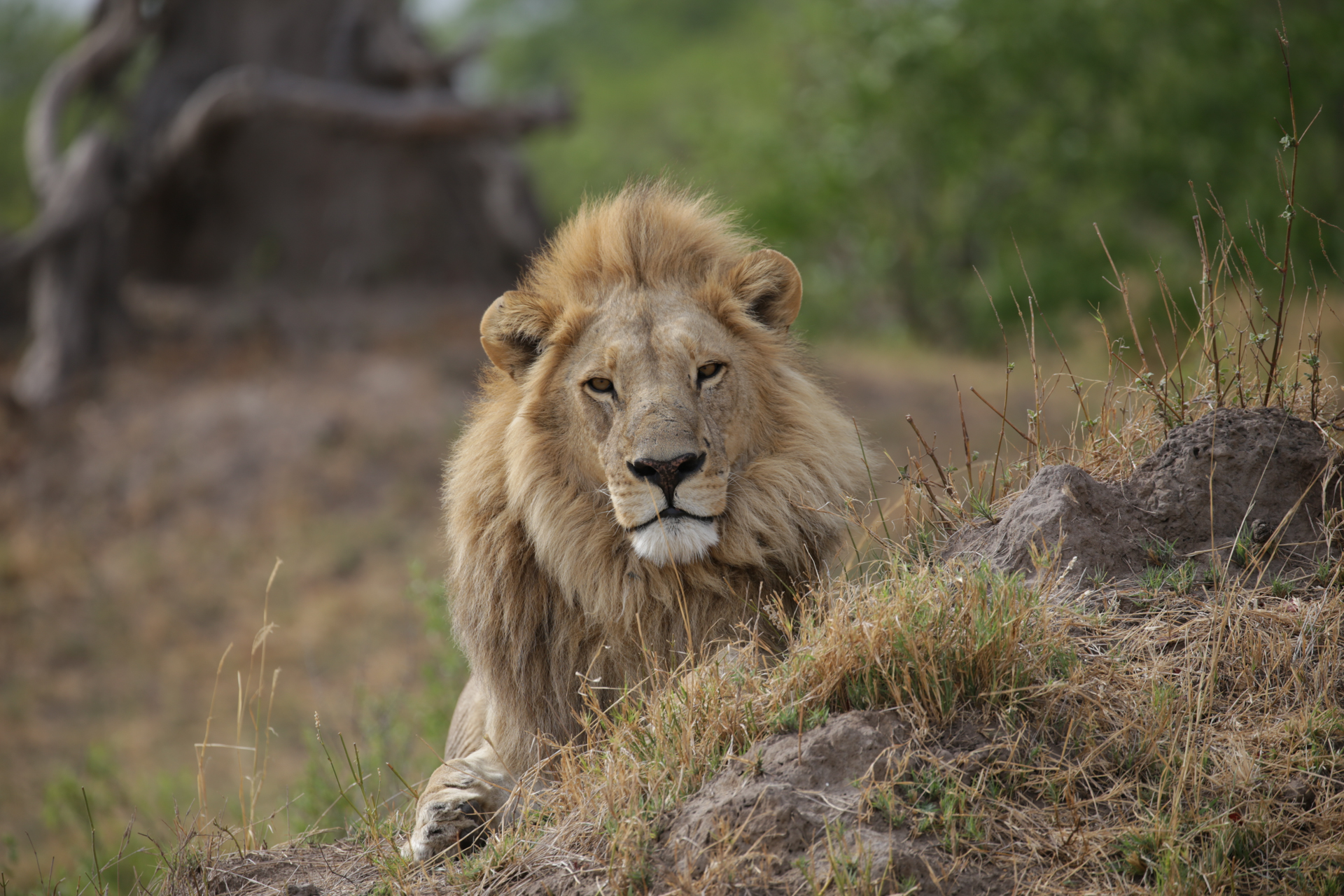 Lion assis Botswana