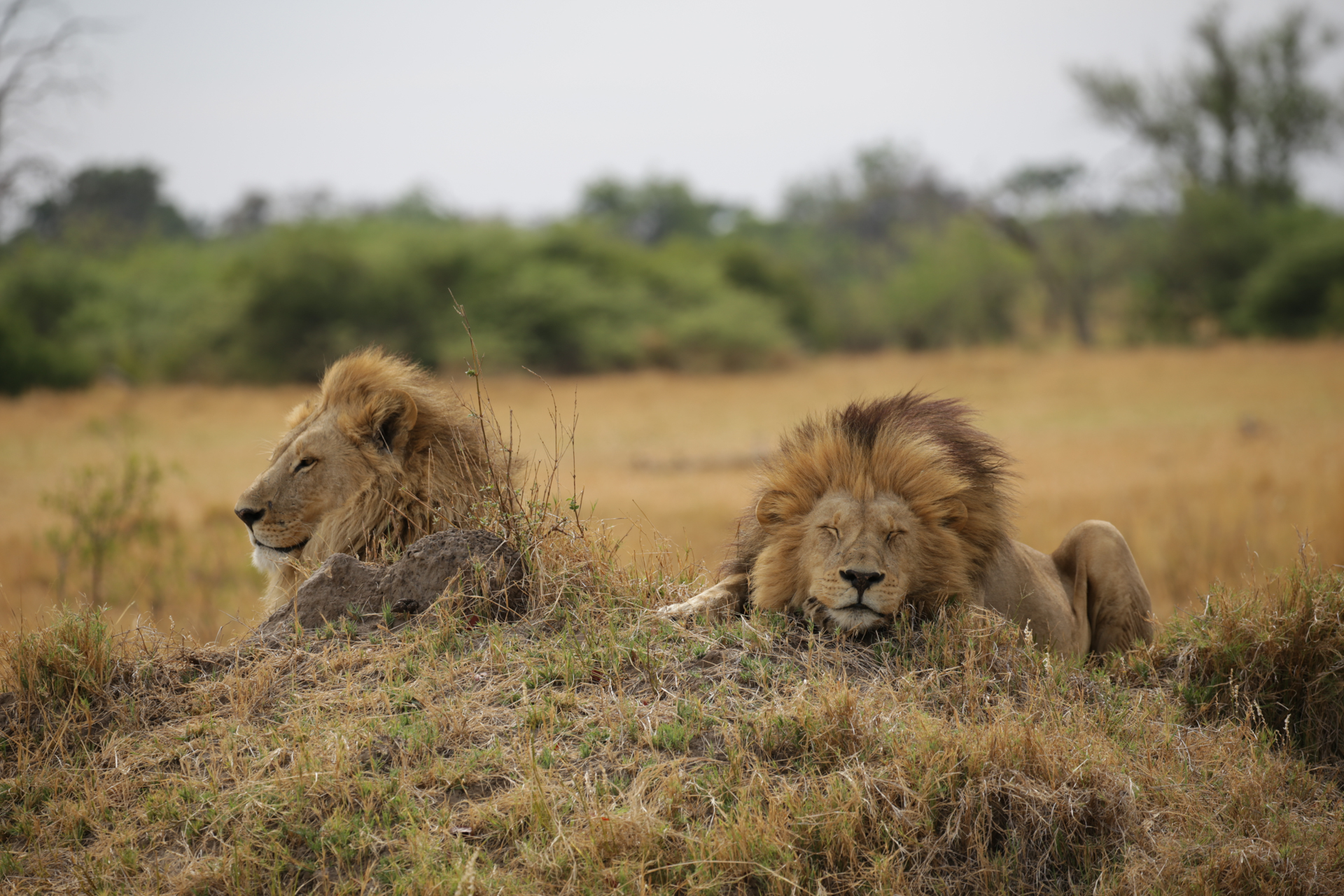 Lions en sieste safari botswana Moremi Okavango