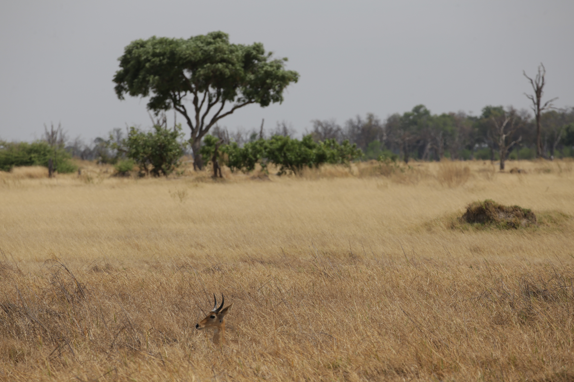 savane safari botswana Moremi Okavango