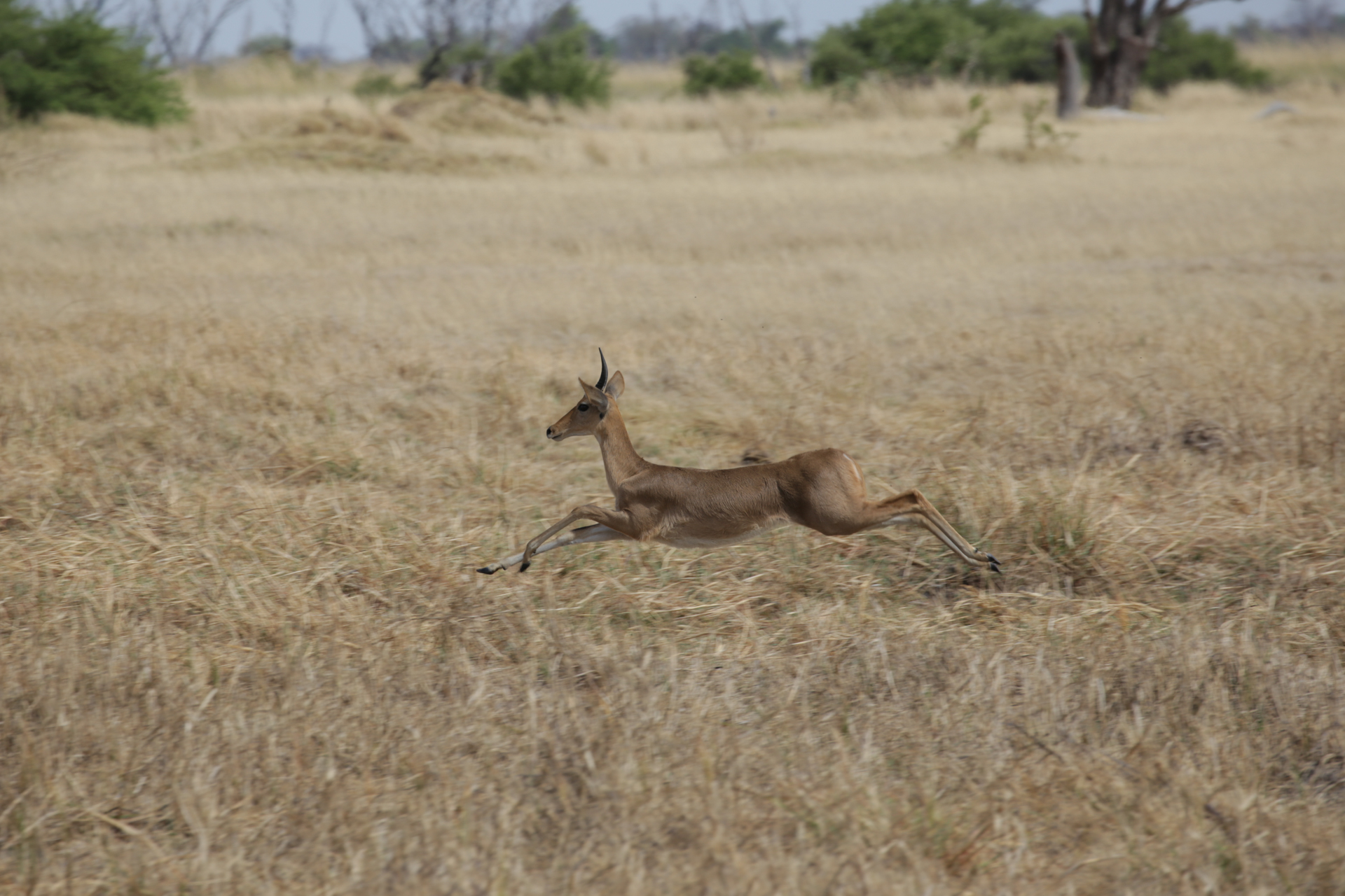 antilope safari botswana Moremi Okavango