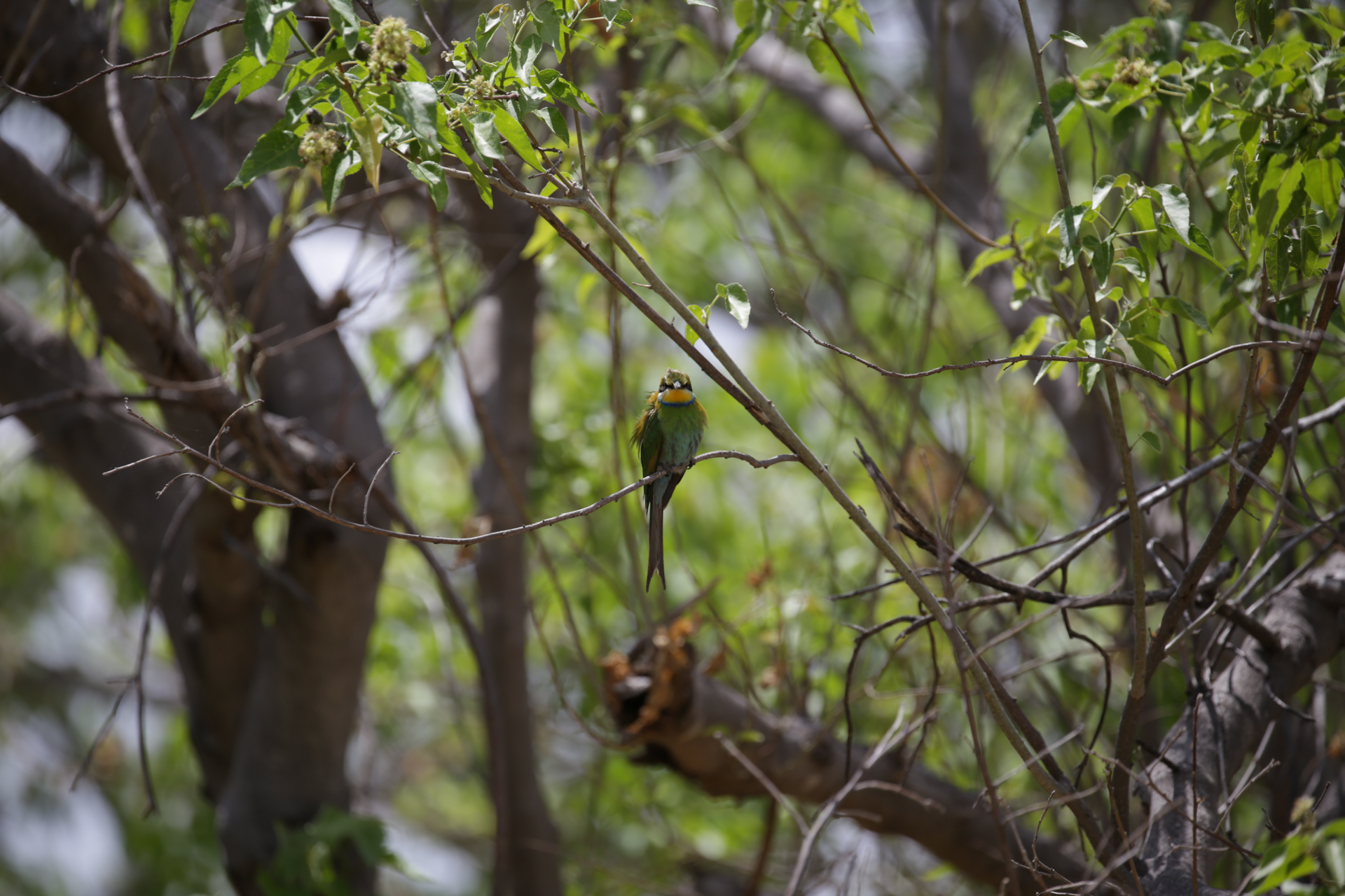 oiseau safari botswana Moremi Okavango