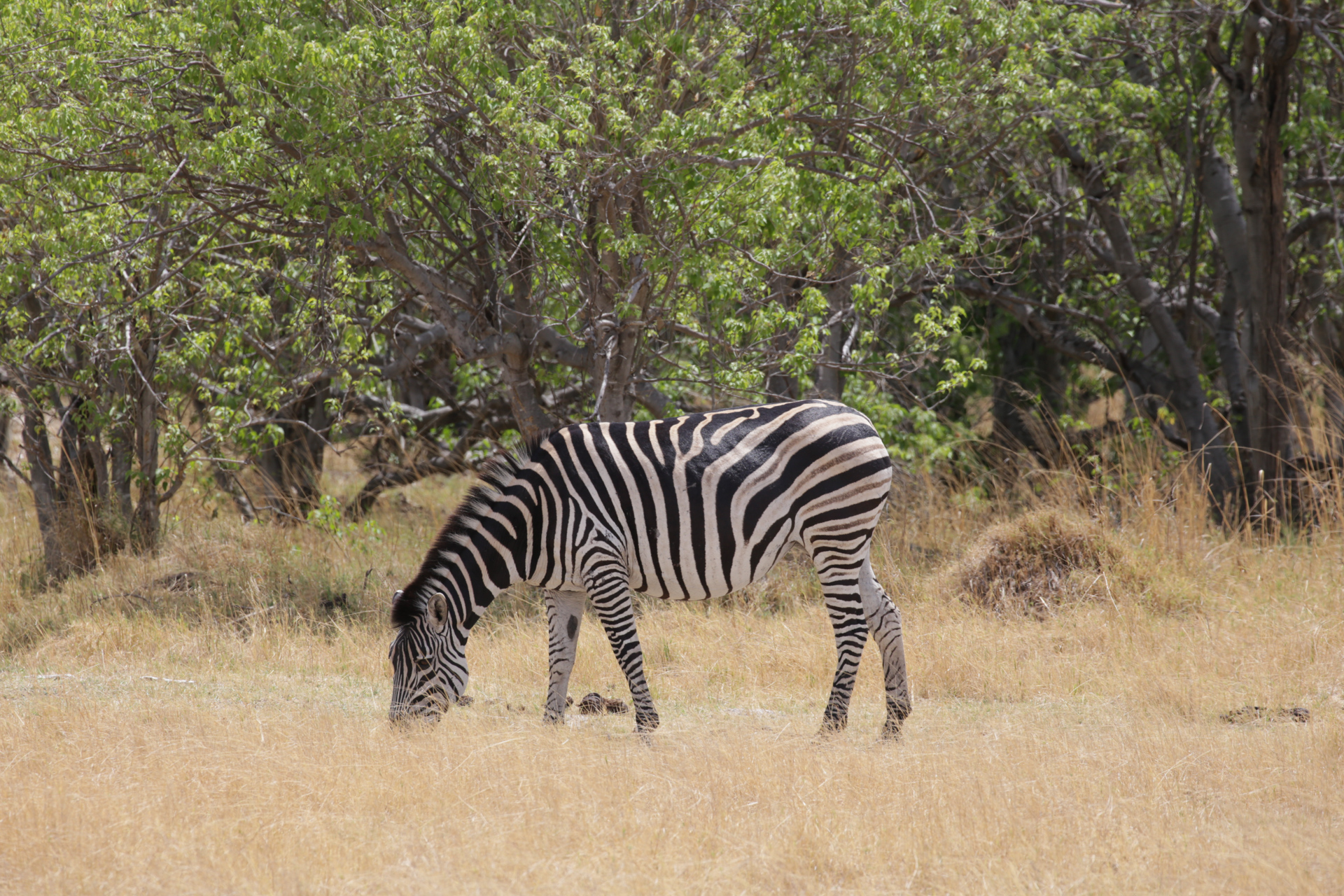 zebre Safari Botswana Moremi