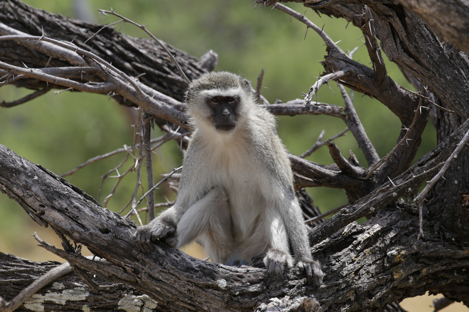 singe safari botswana Moremi Okavango