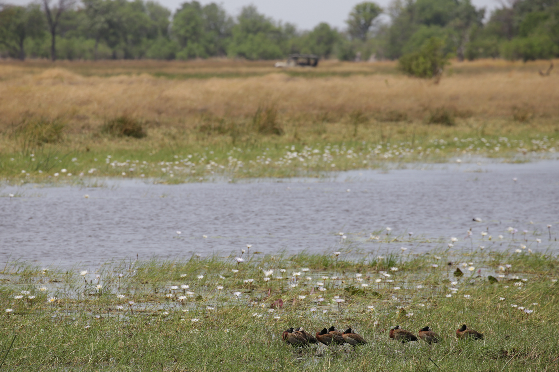 marecage safari botswana Moremi Okavango