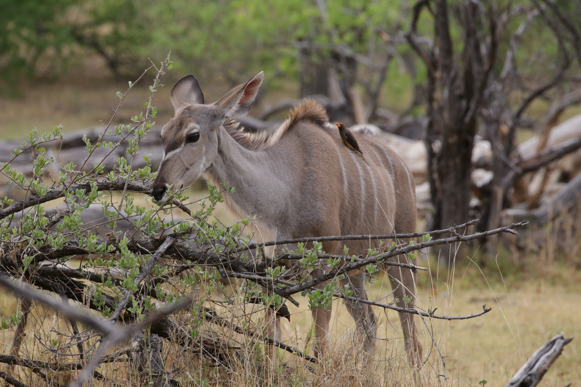 koudu safari botswana Moremi Okavango