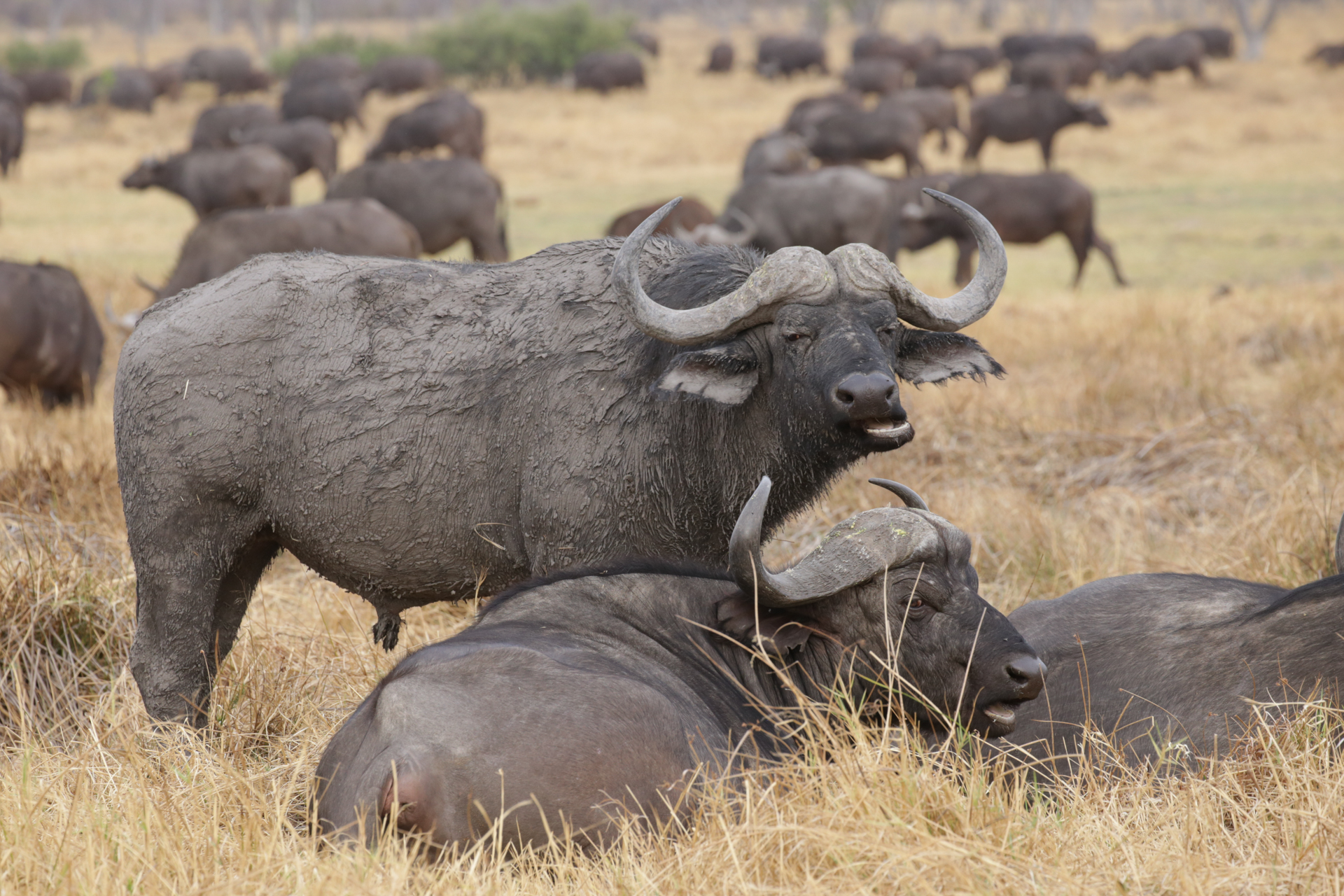 buffles safari botswana Moremi Okavango