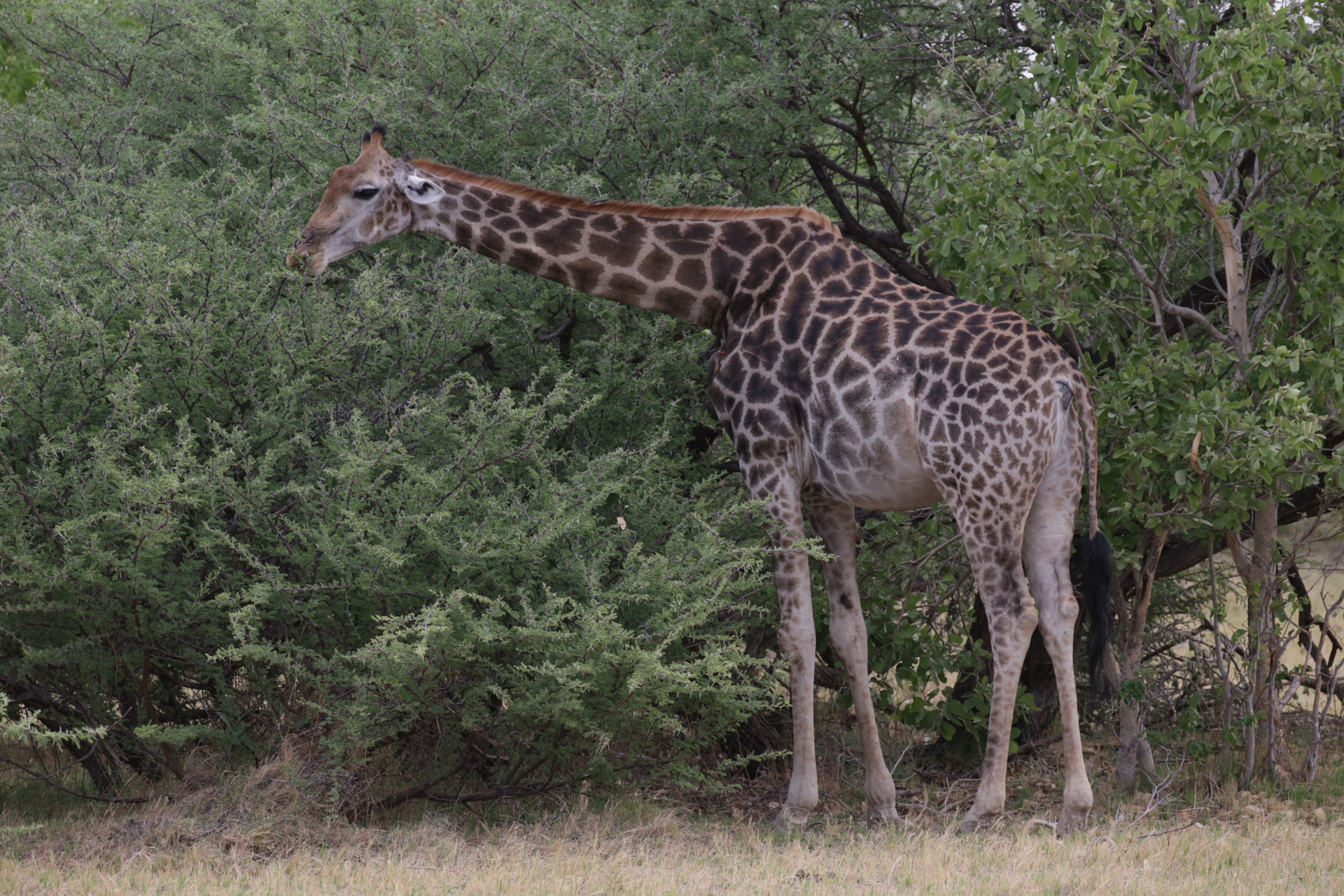 Girafe Safari Botswana Moremi