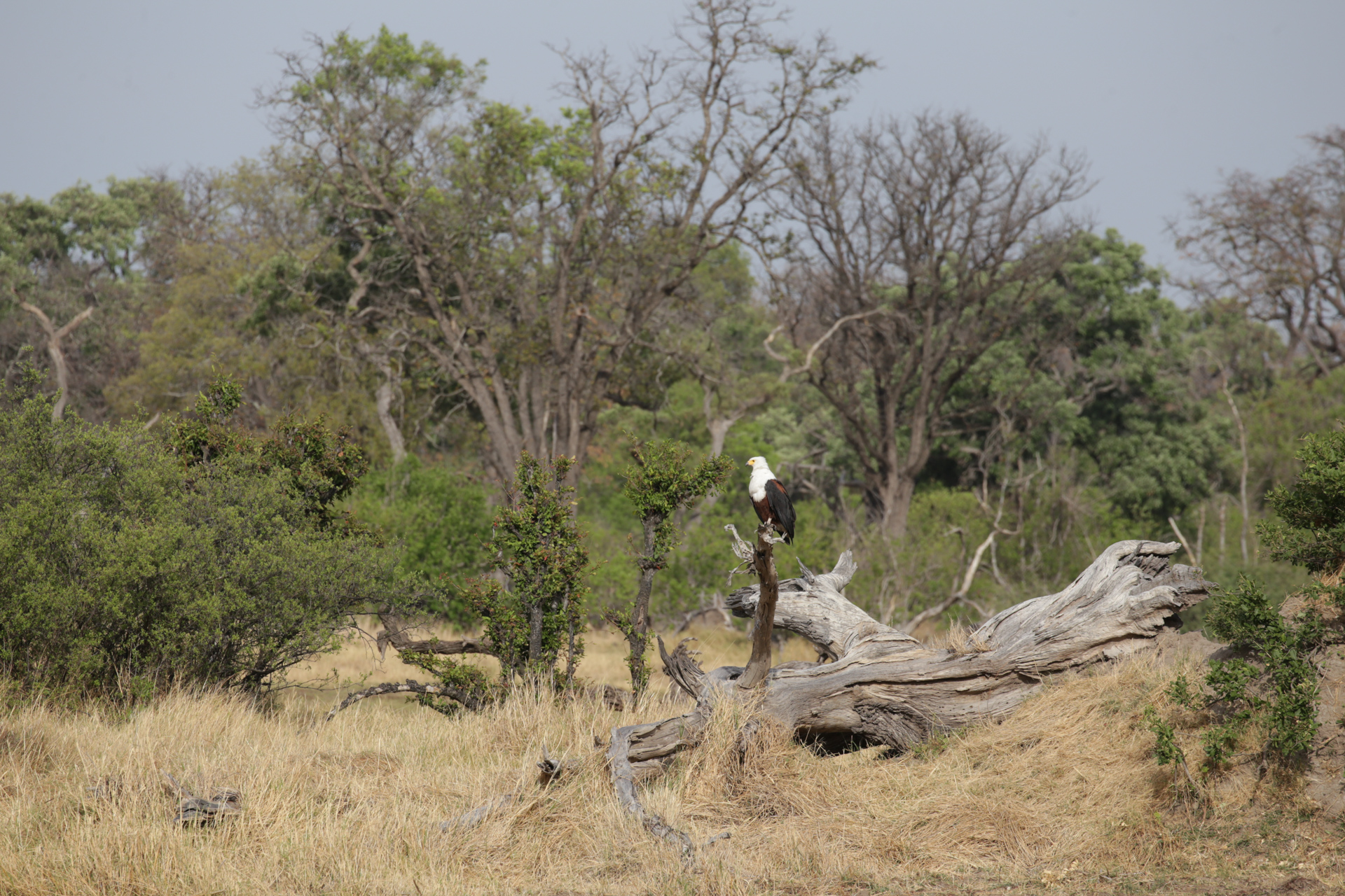 oiseau safari botswana Moremi Okavango