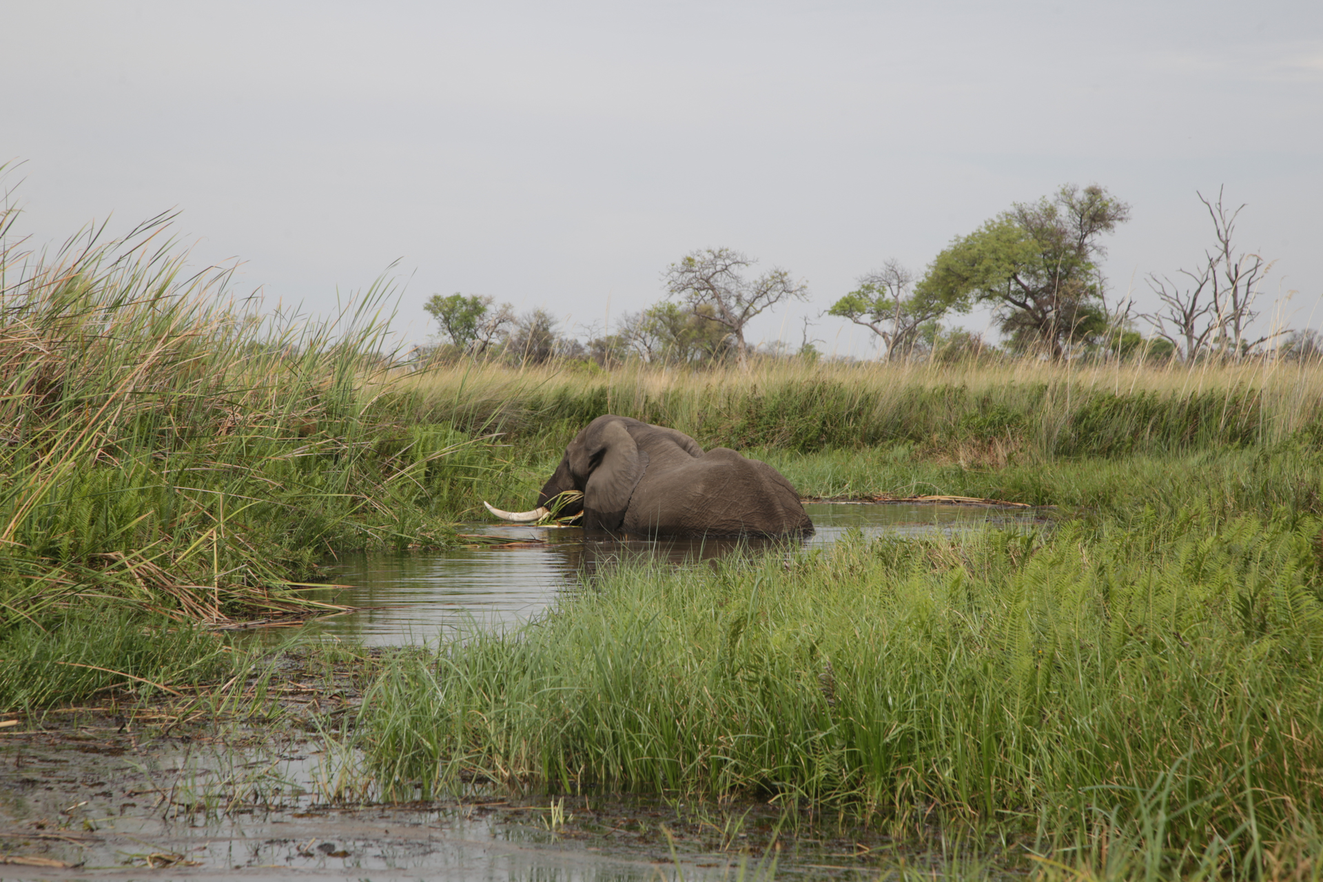 bateau navigation okavango safari botswana