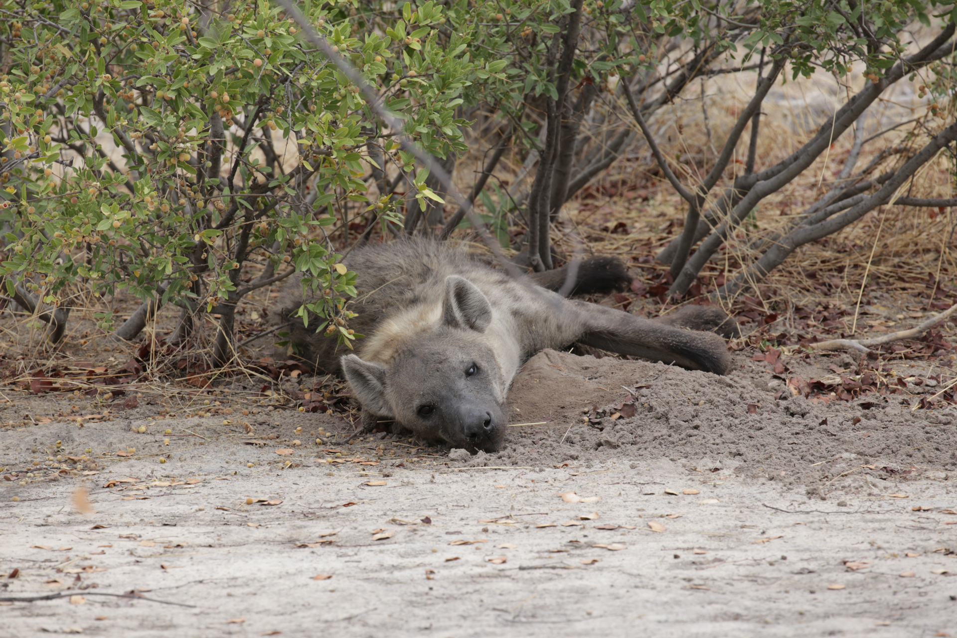 Safari réserve de Moremi, secteur de Khwai hiene