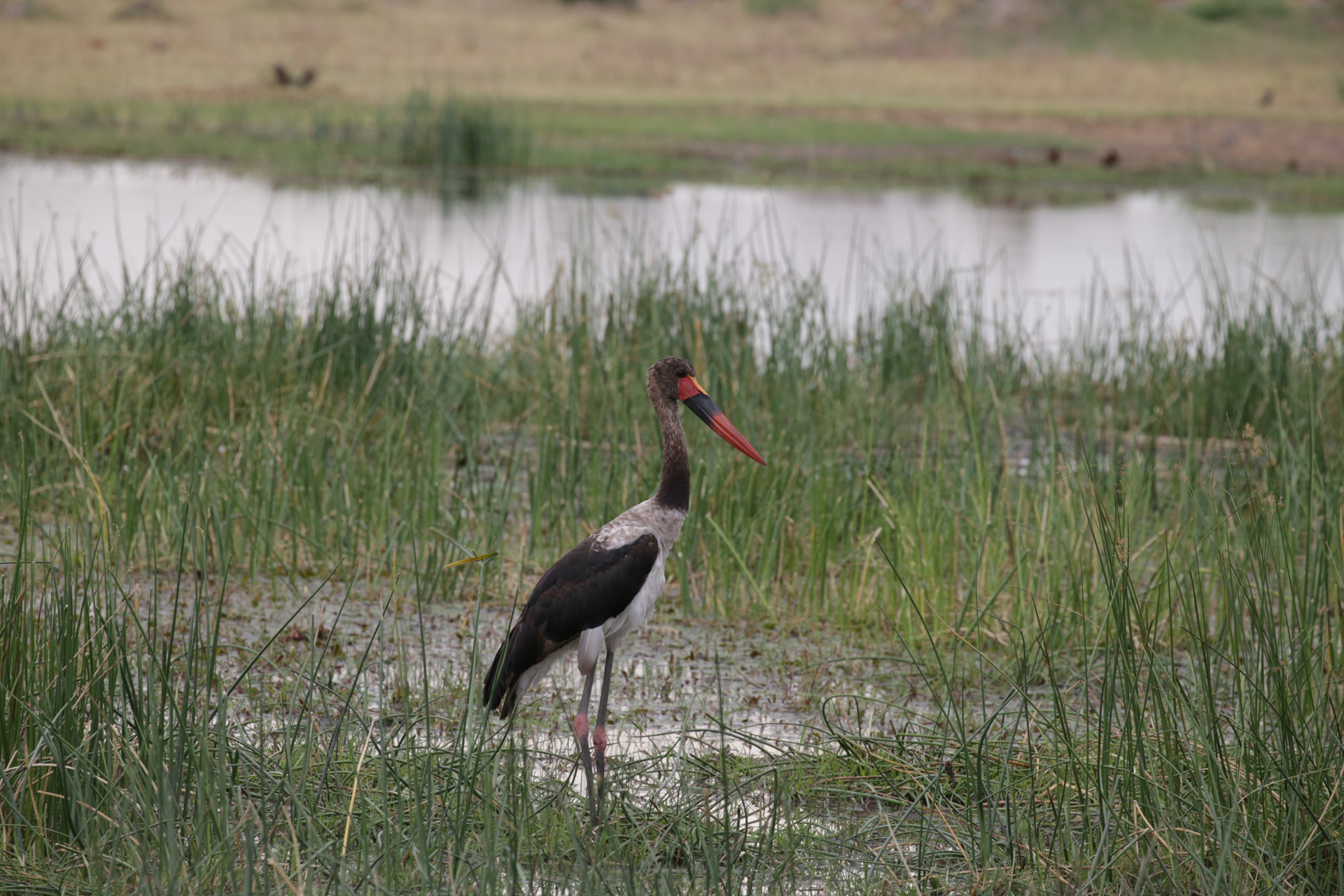 echassier safari botswana Moremi Okavango