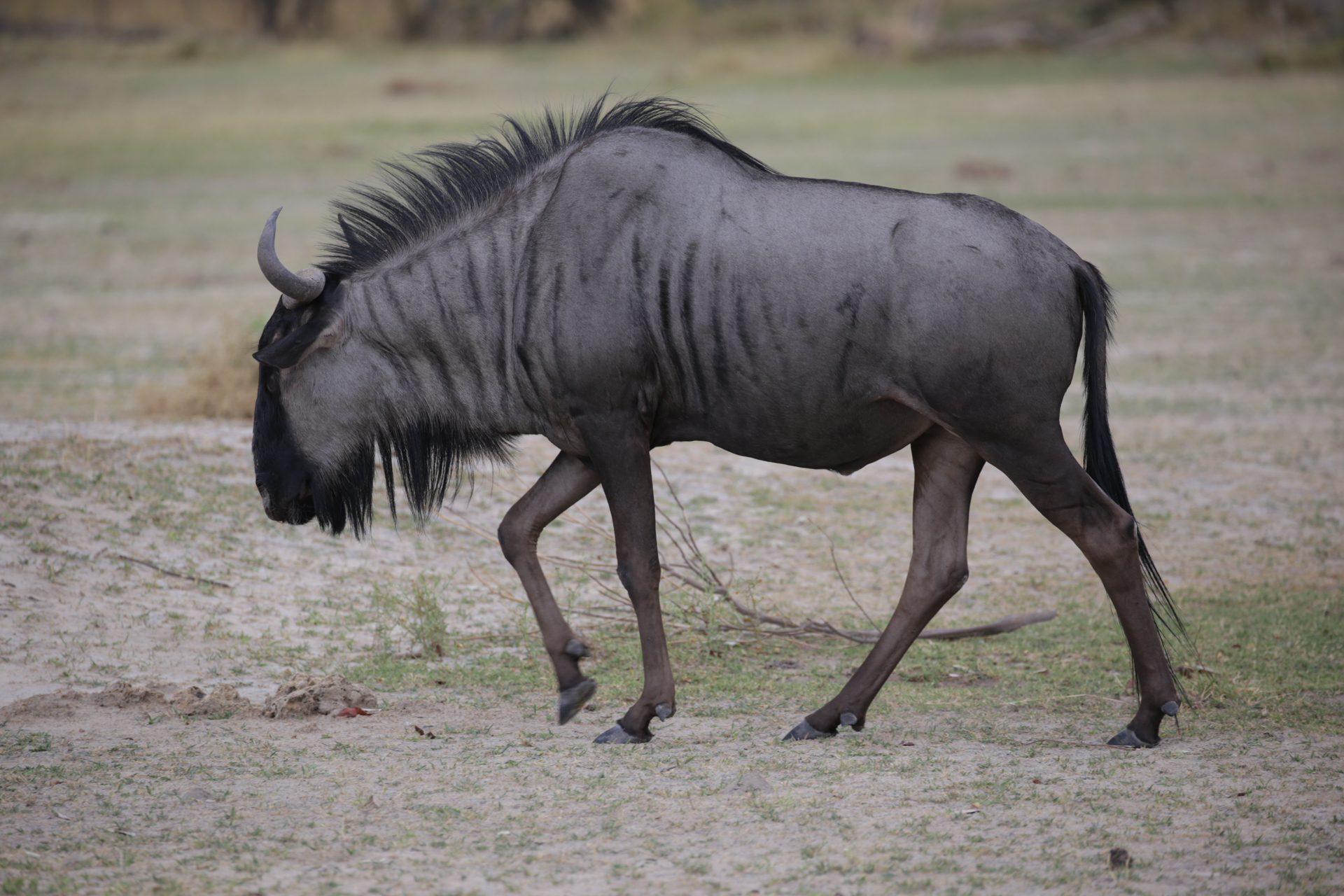 Safari réserve de Moremi, secteur de Khwai gnou