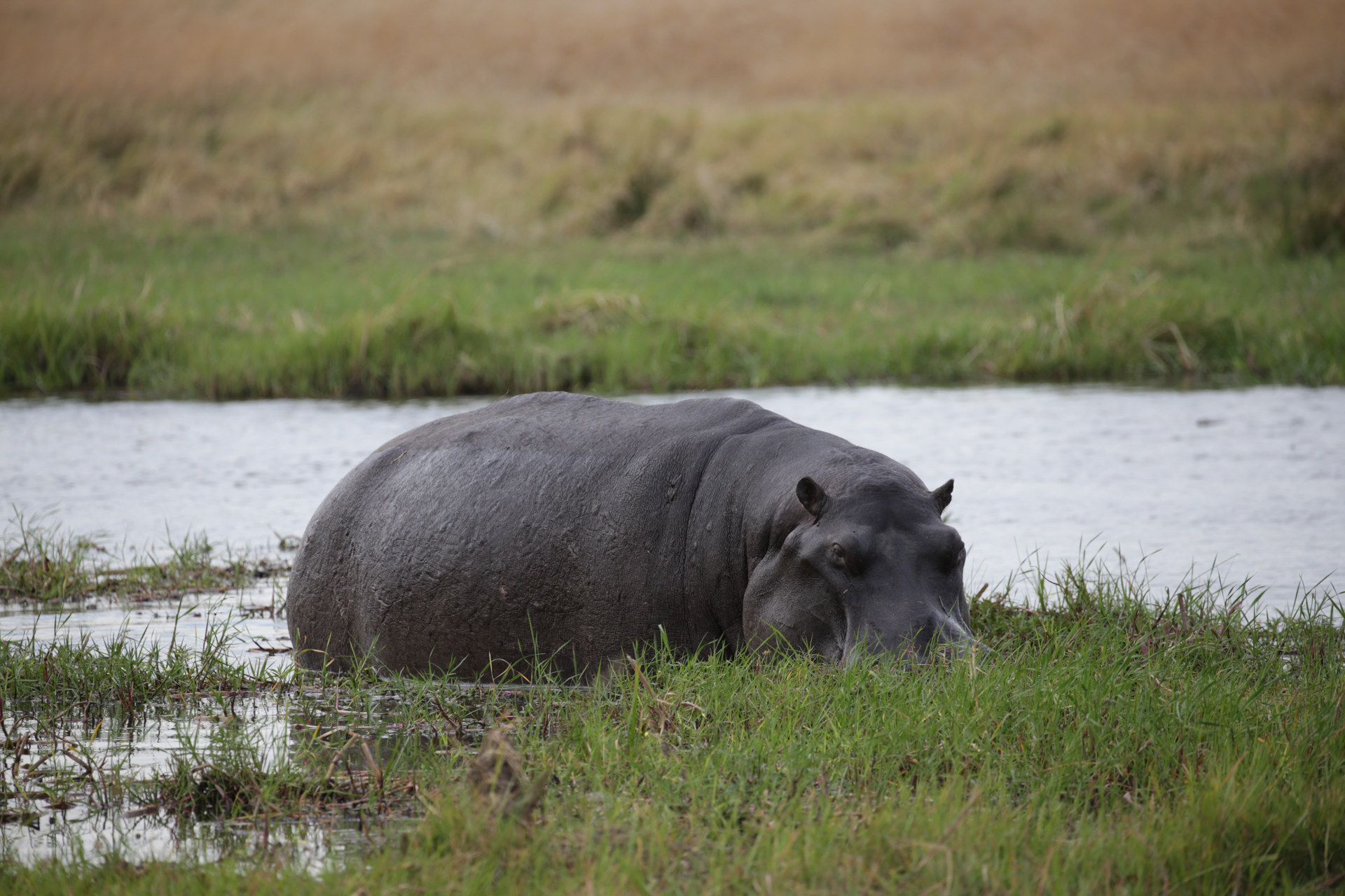 Safari réserve de Moremi, secteur de Khwai hippo sont là