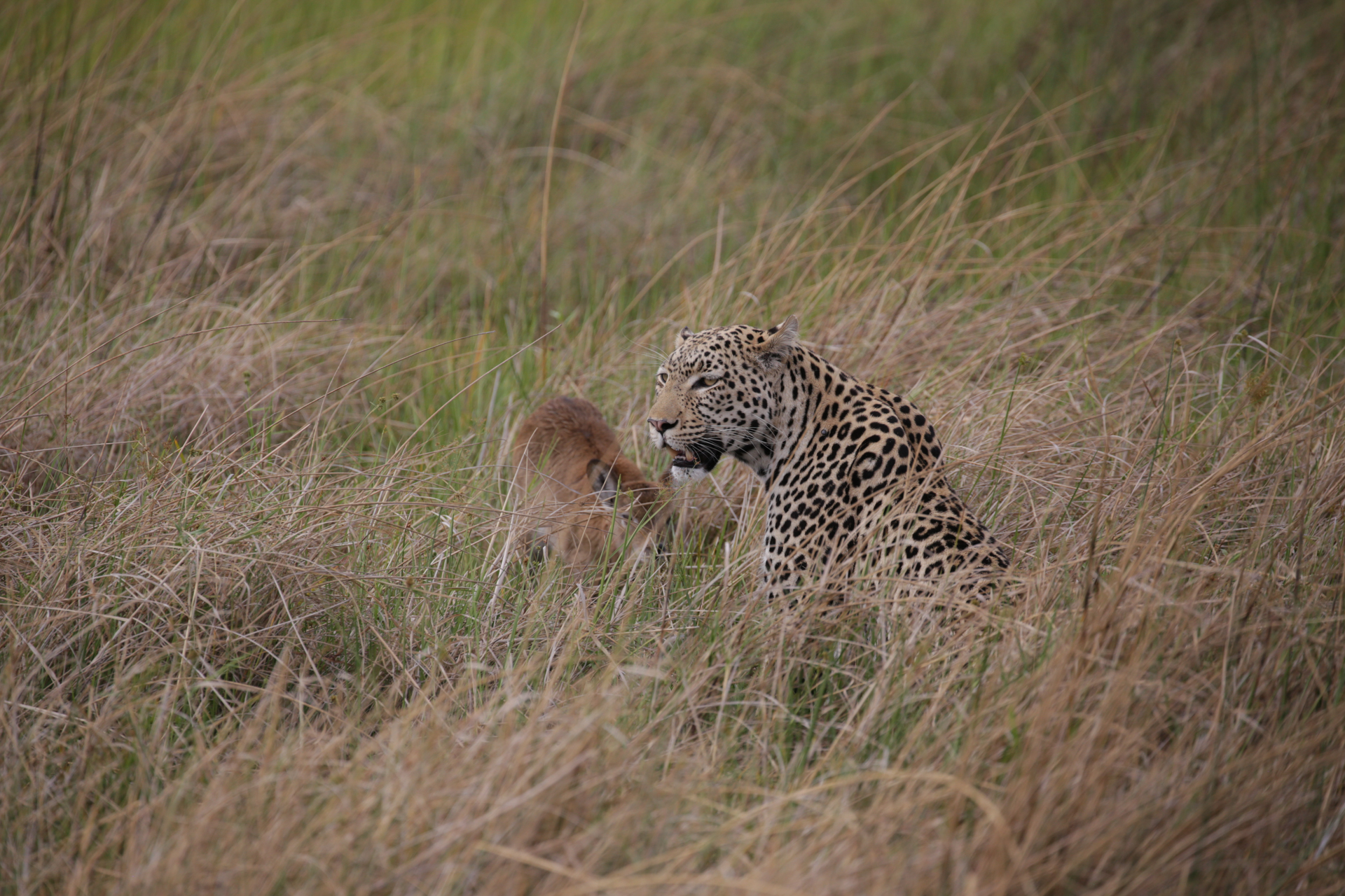 safari Botswana Secteur Khwai - léopard chasse