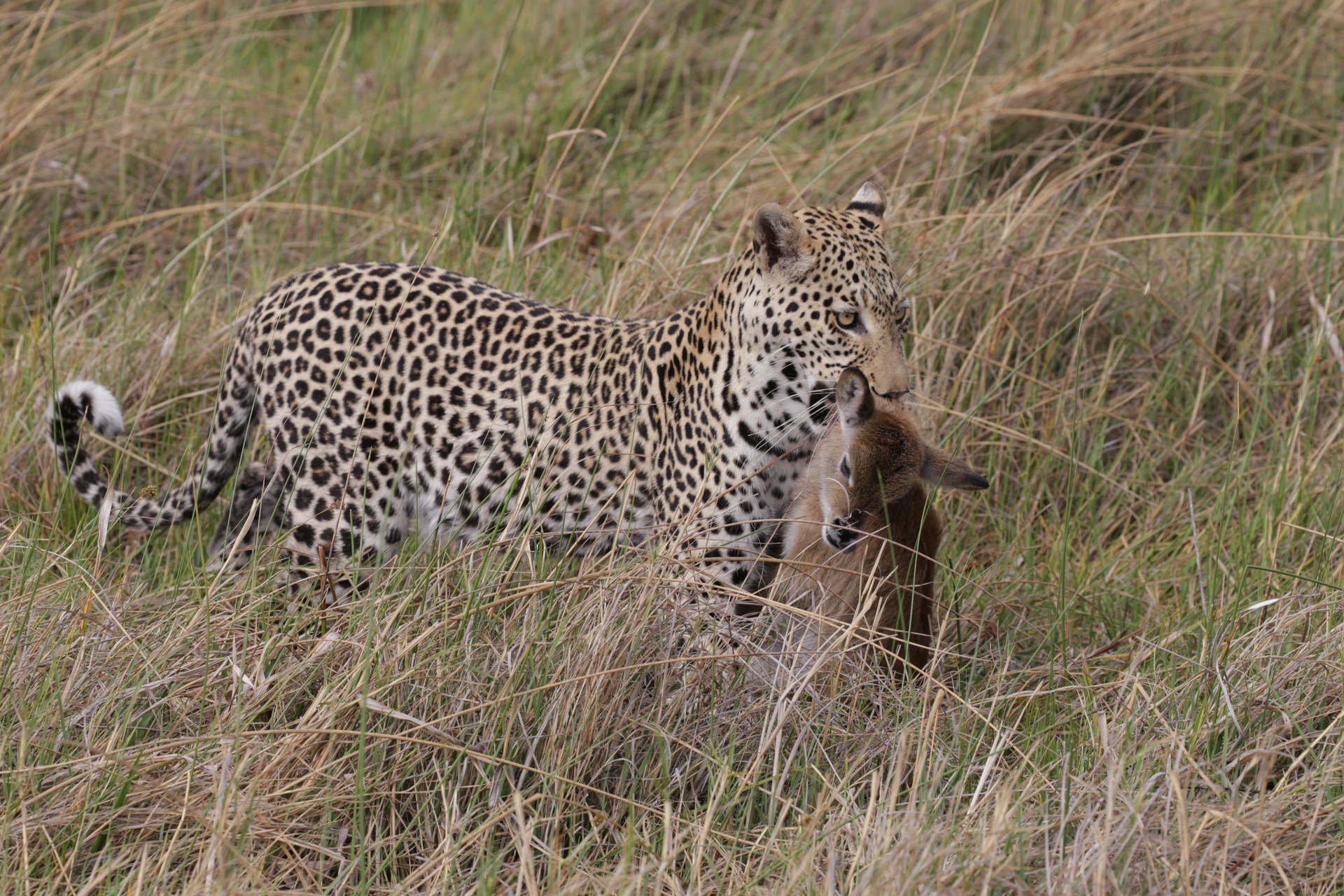 safari Botswana Secteur Khwai - léopard chasse