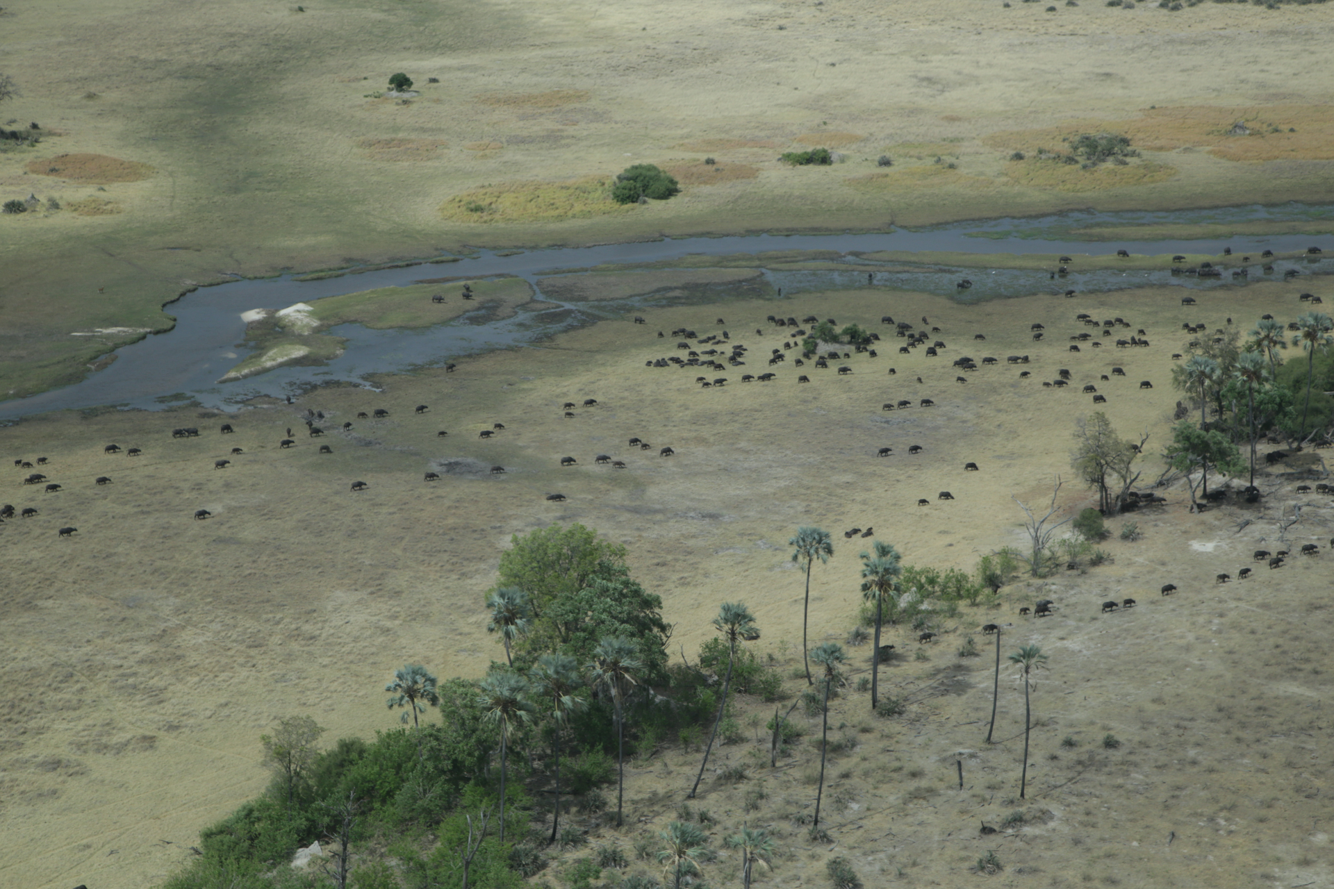 survol okavango