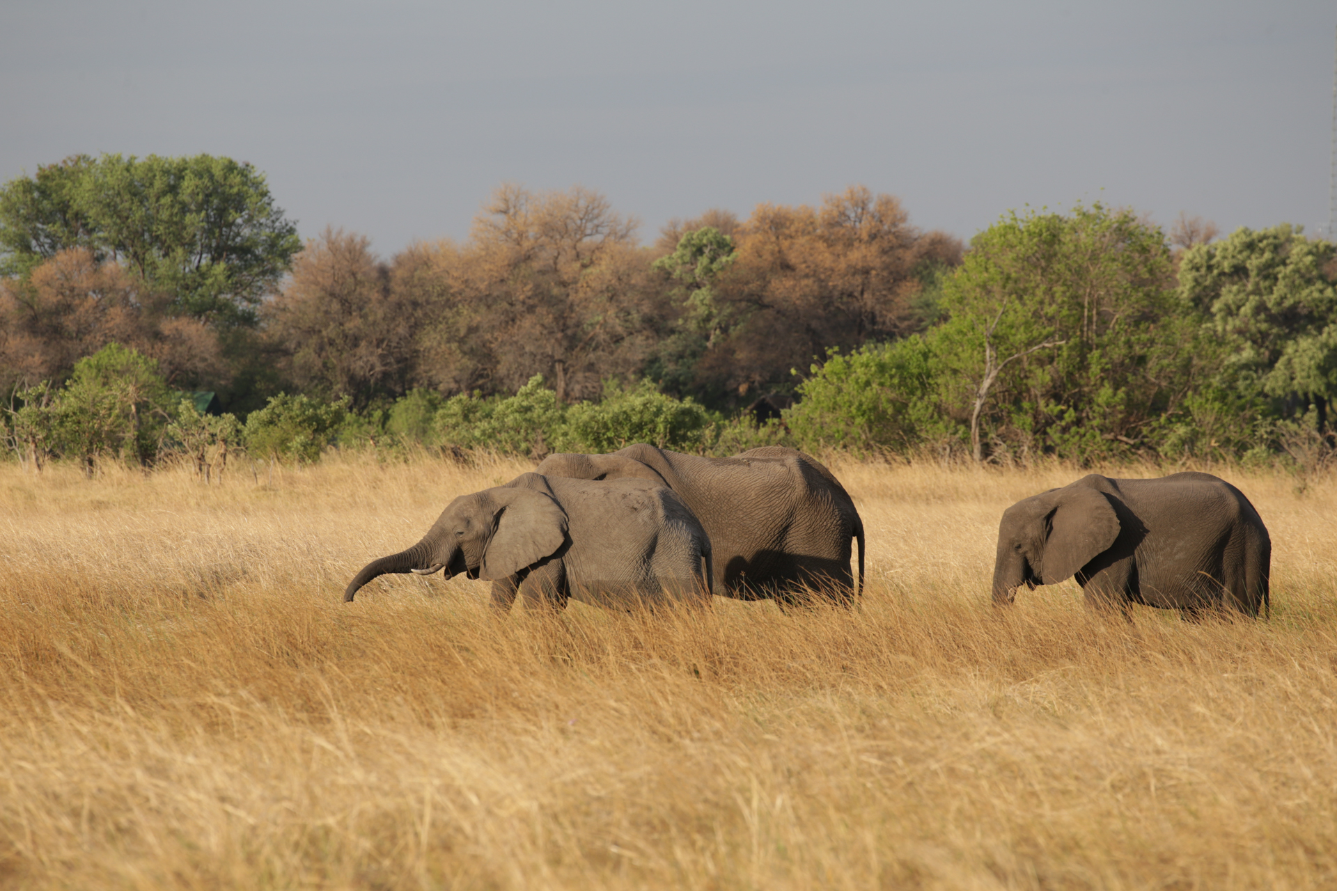 safari Botswana Secteur Khwai - elephants