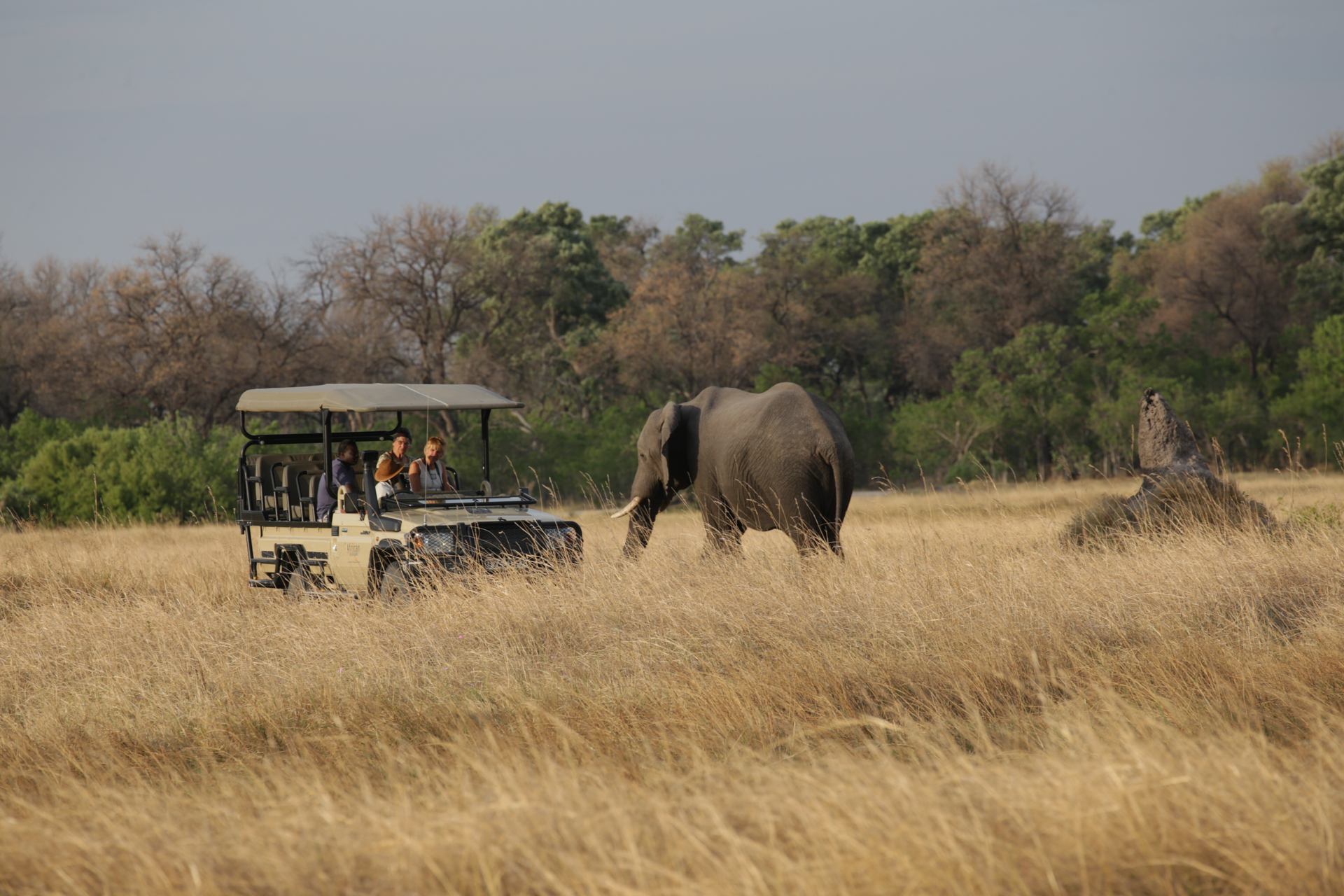 safari Botswana Secteur Khwai - eléphant