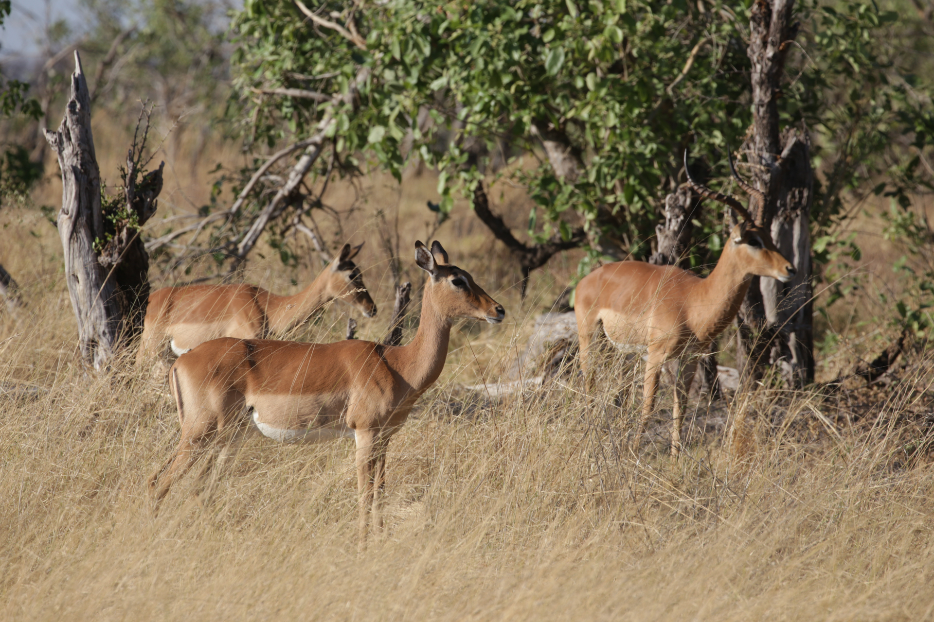 safari Botswana Secteur Khwai - gazeles