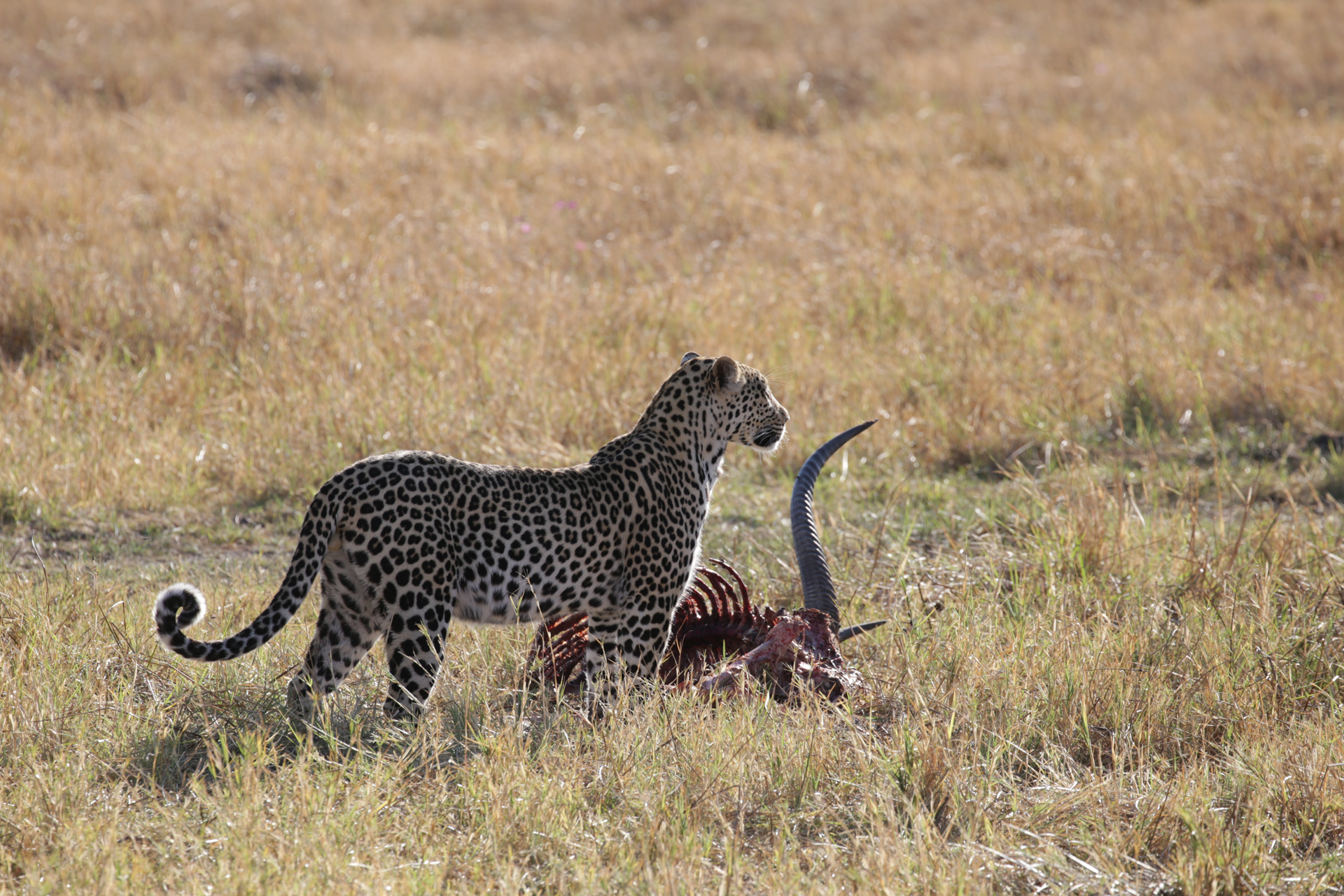 safari Botswana Secteur Khwai - léopard chasse