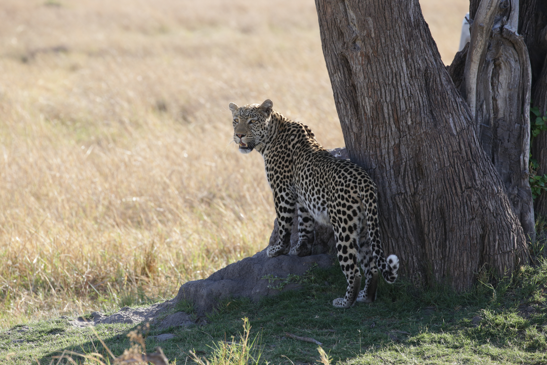 safari Botswana Secteur Khwai - léopard chasse