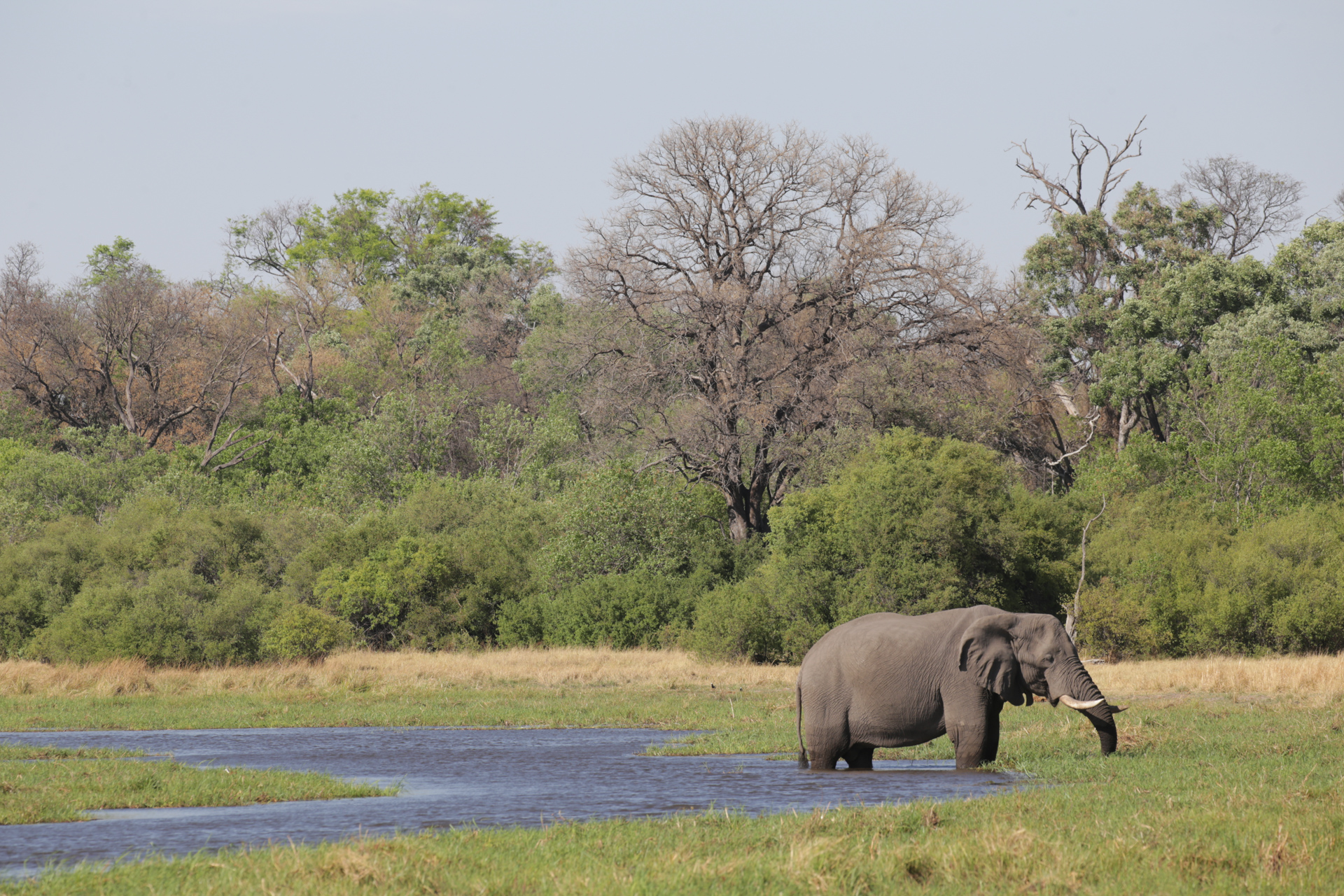 Elephant Parc Chobe Savuti 