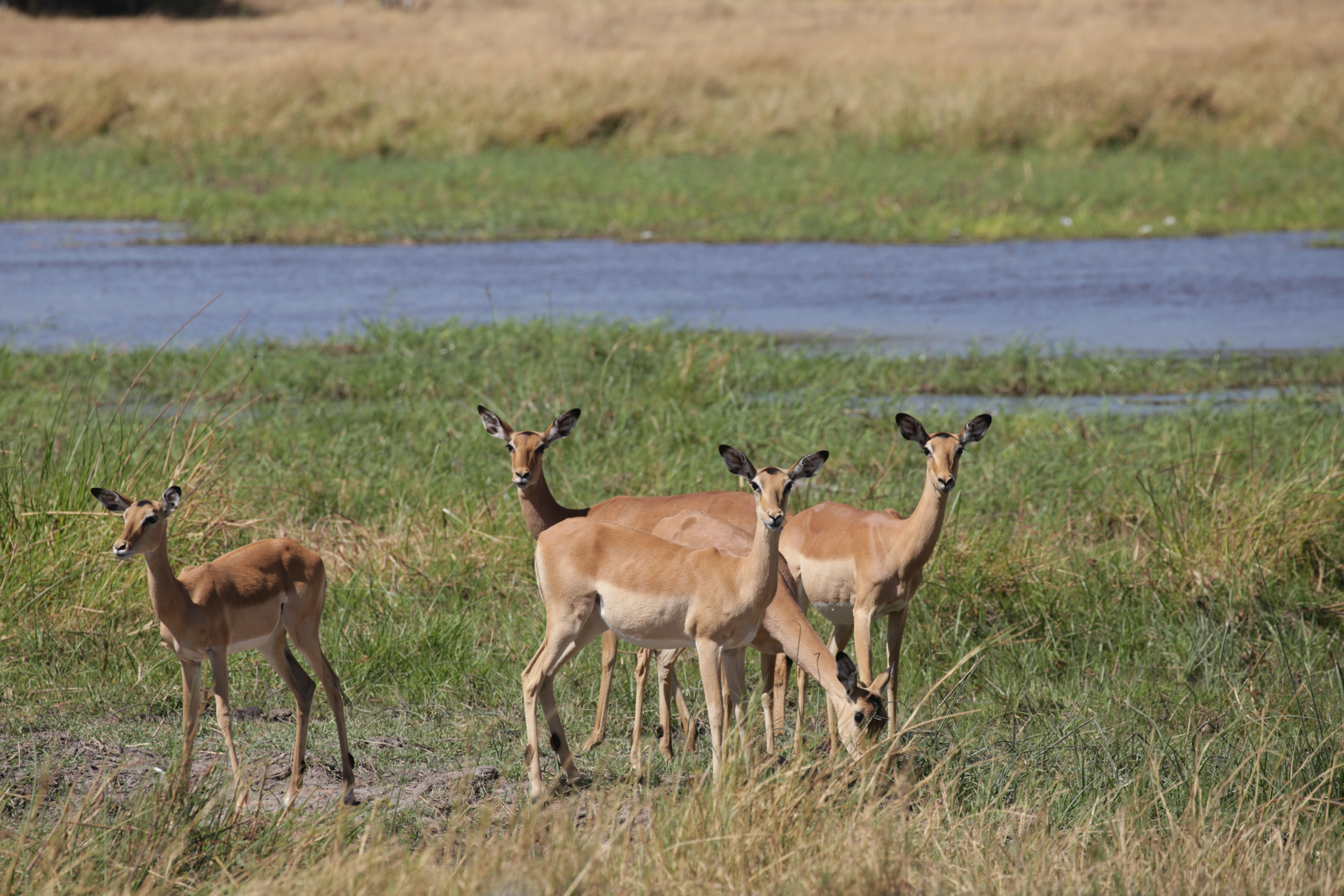 Safari Chobe Botswana impala