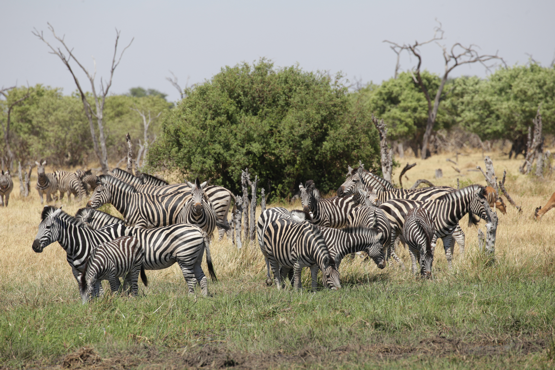 Safari Chobe Botswana zèbre