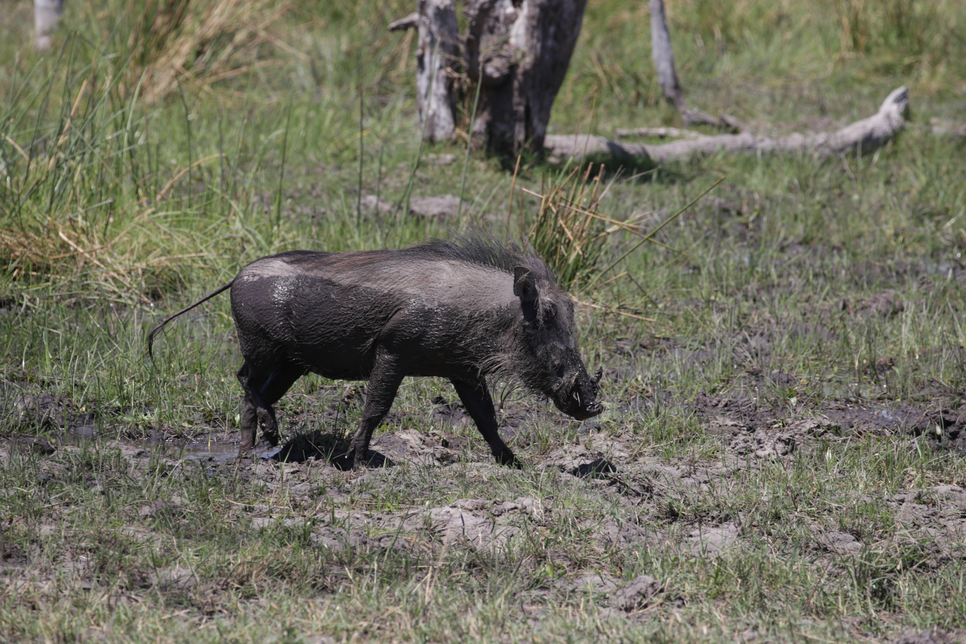 Safari Chobe Botswana 