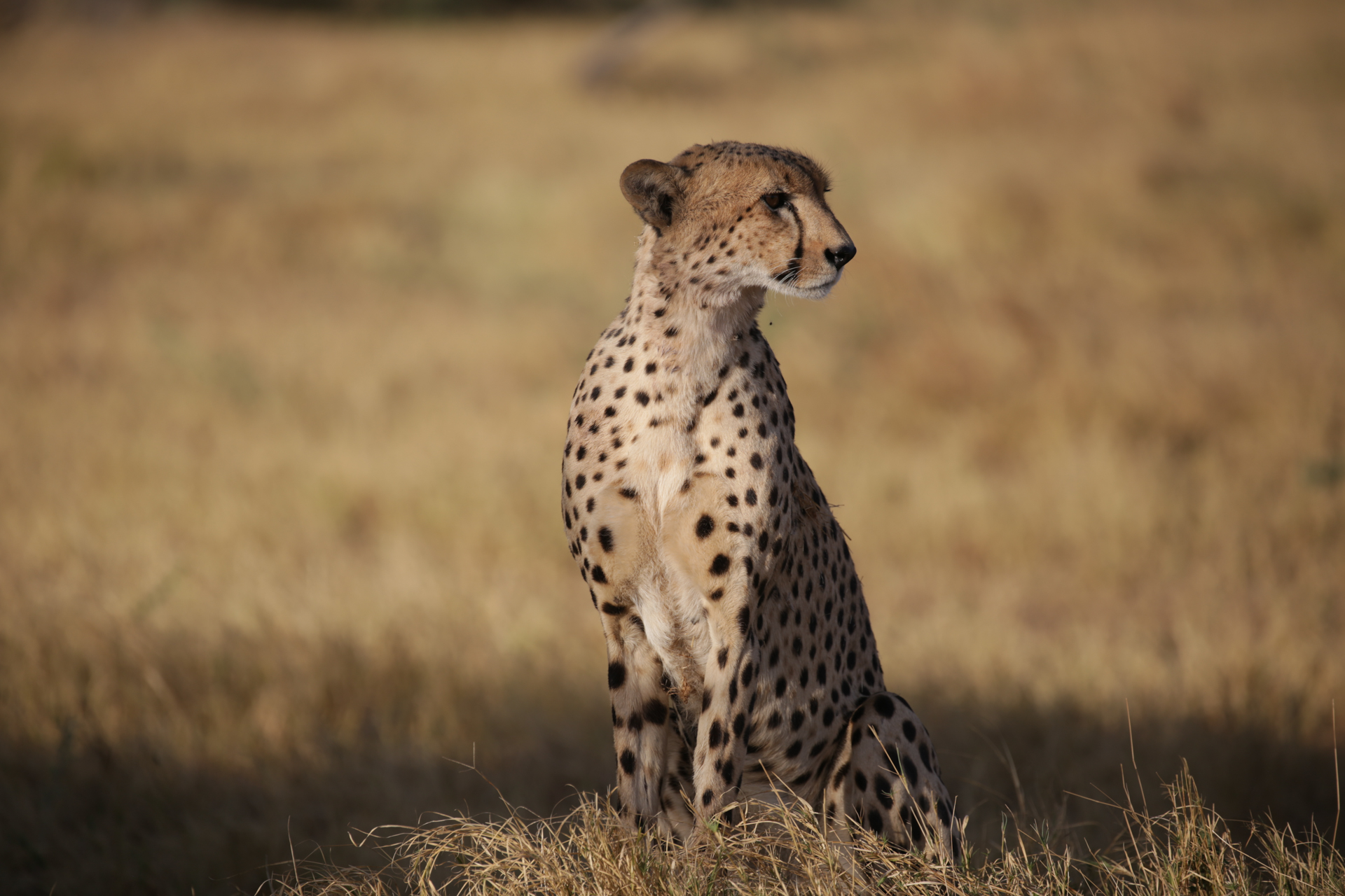 Guepard Chobe Savuti Botswana