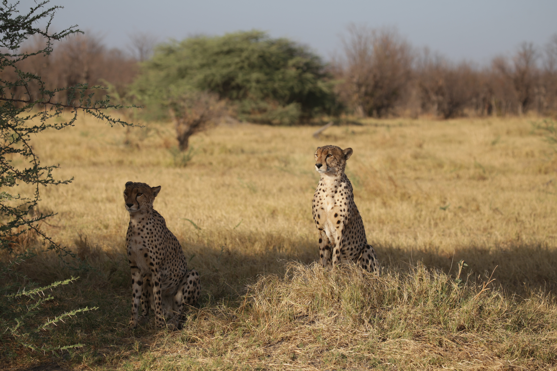 Guépard Chobe Savuti Botswana