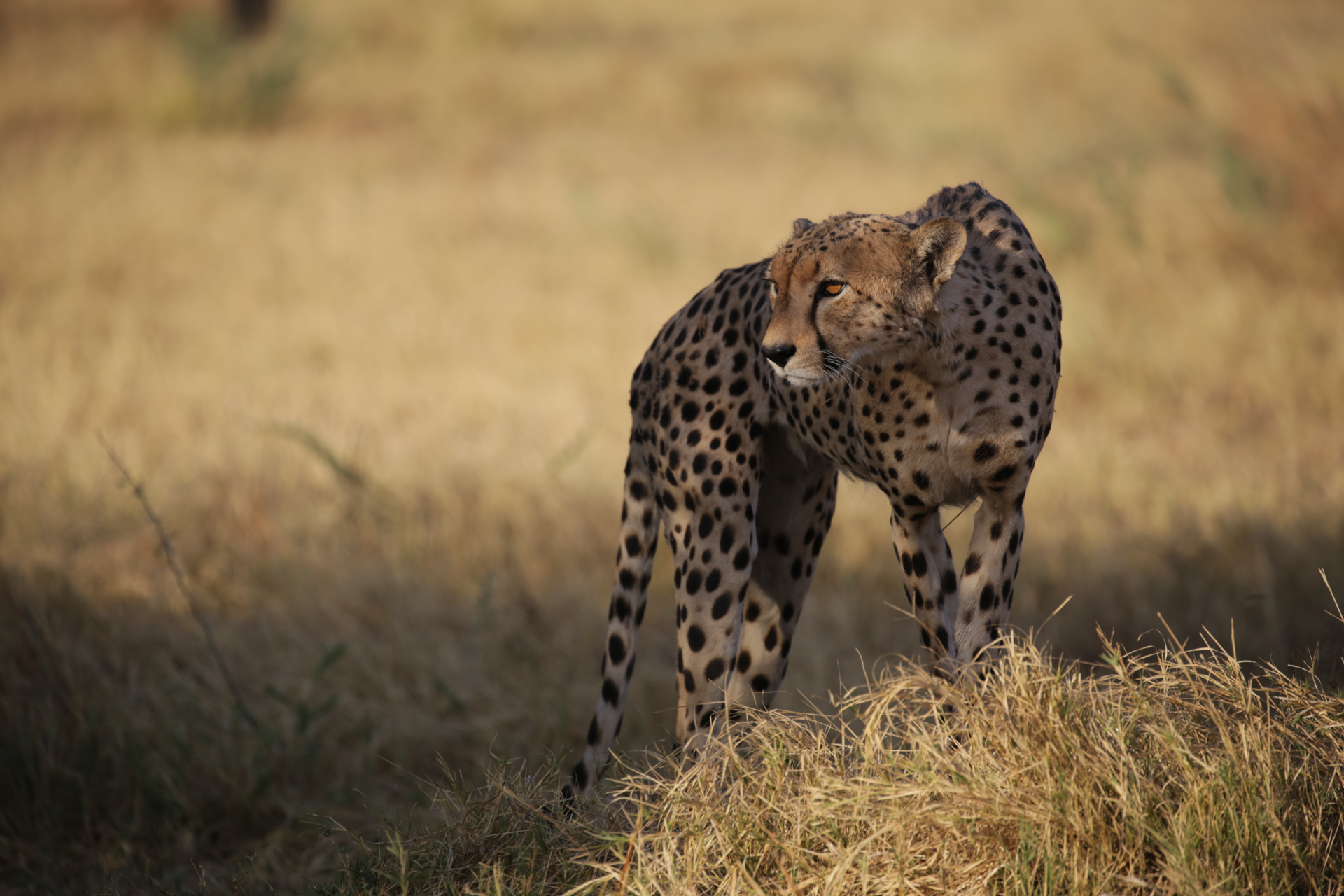 Chobe Savuti Botswana Guépard