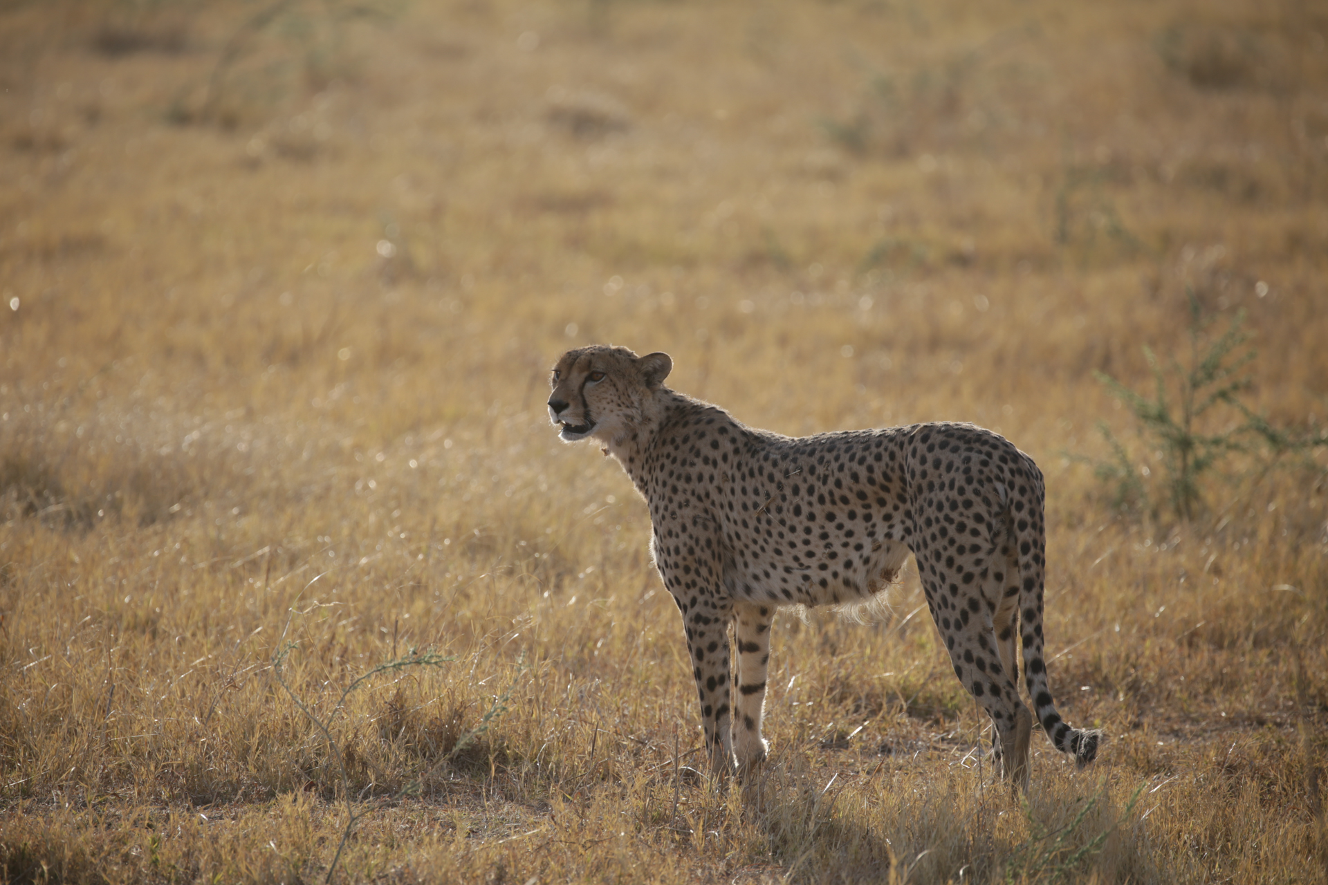Chobe Savuti Botswana Guépard