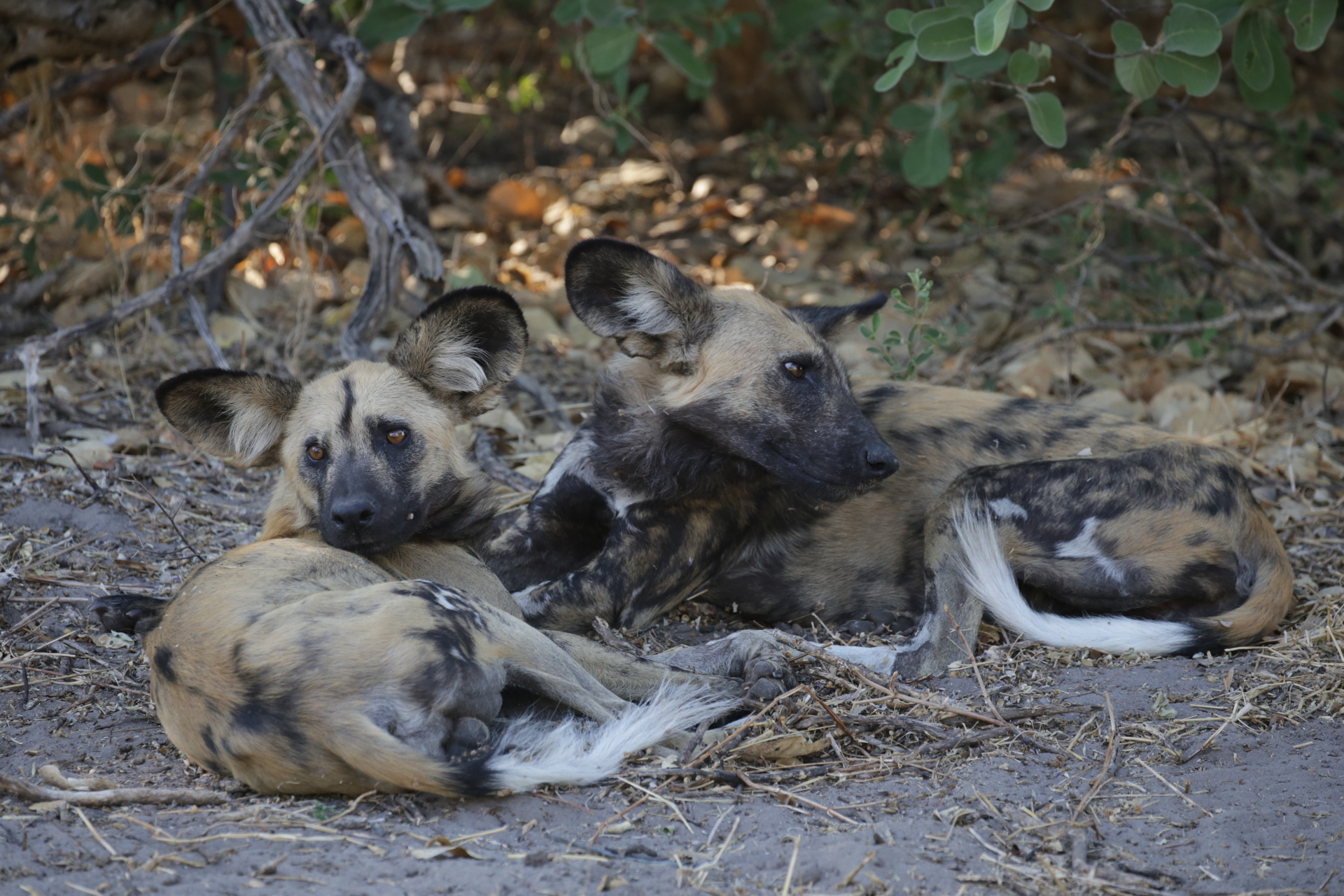 Lycaons Savuti Chobe Botswana