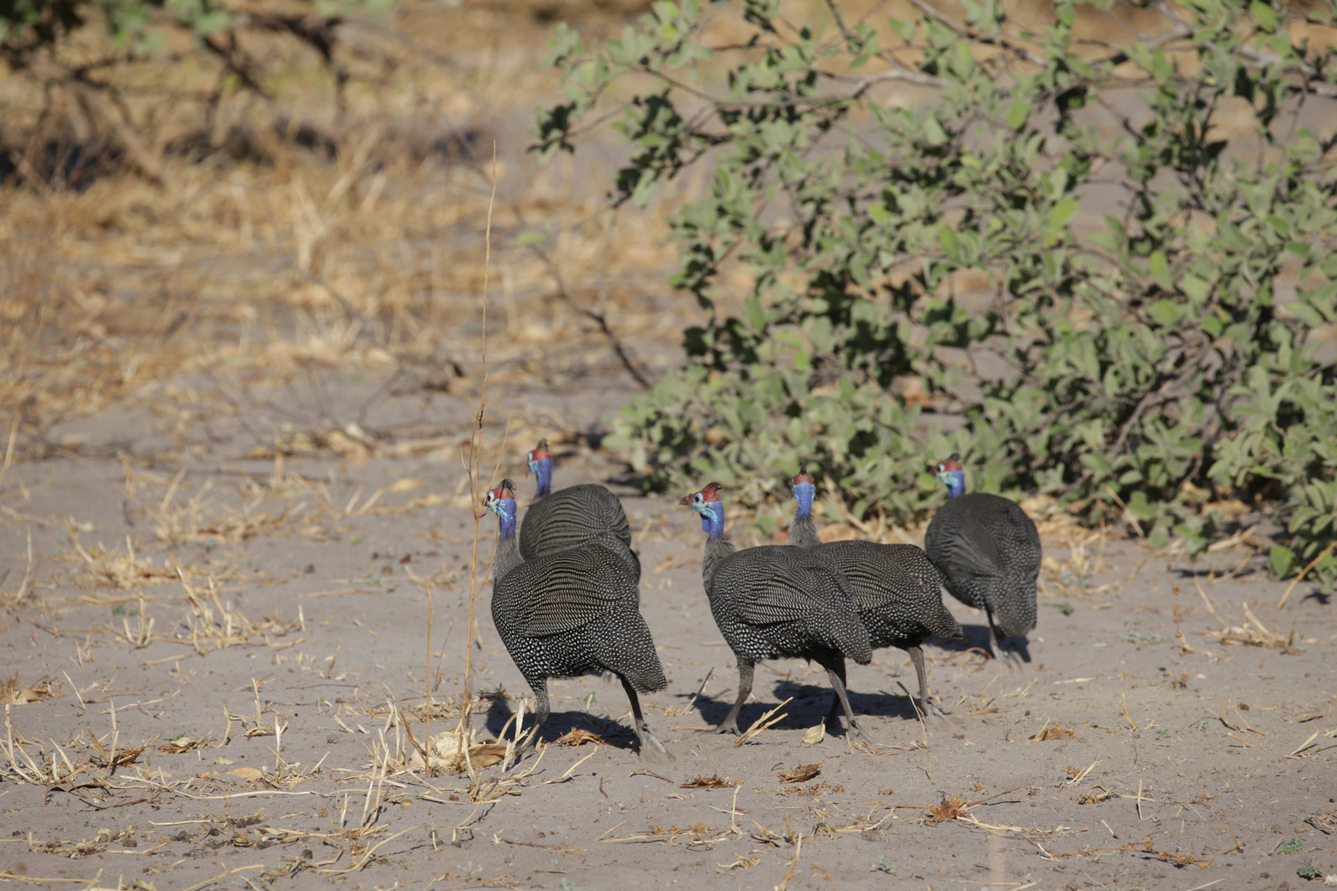 Savuti Botswana