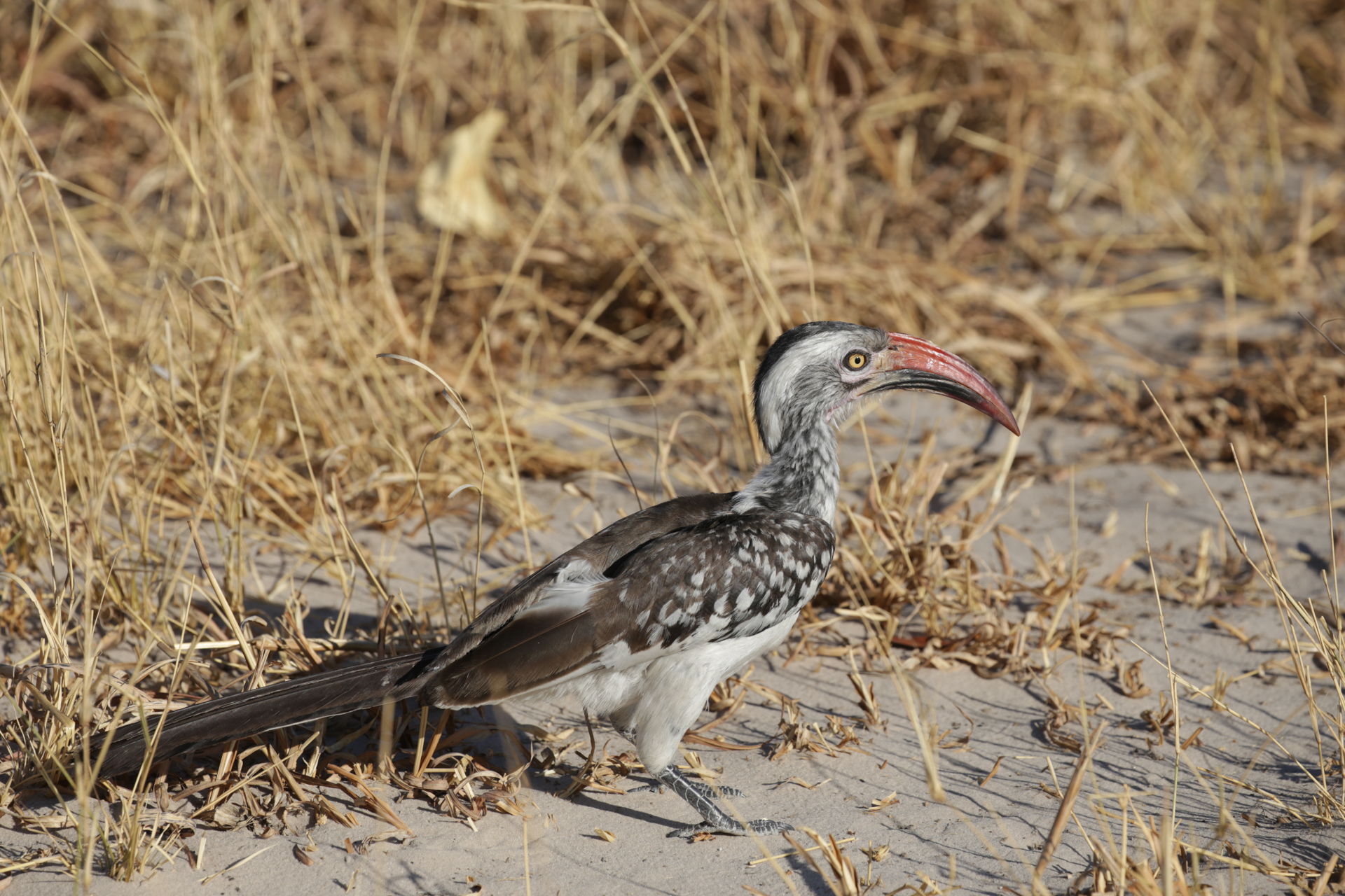 oiseau safari botswana Moremi Okavango